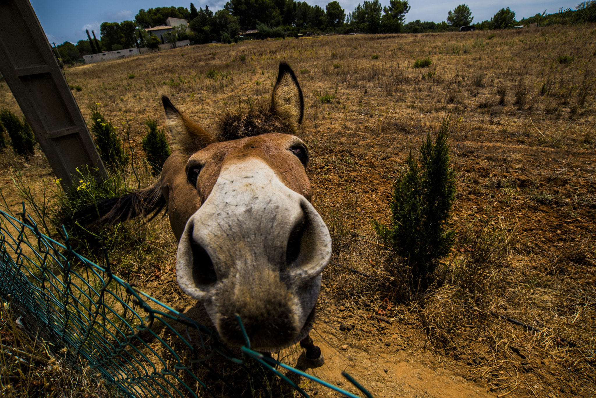 Nikon D810 sample photo. Close up photography