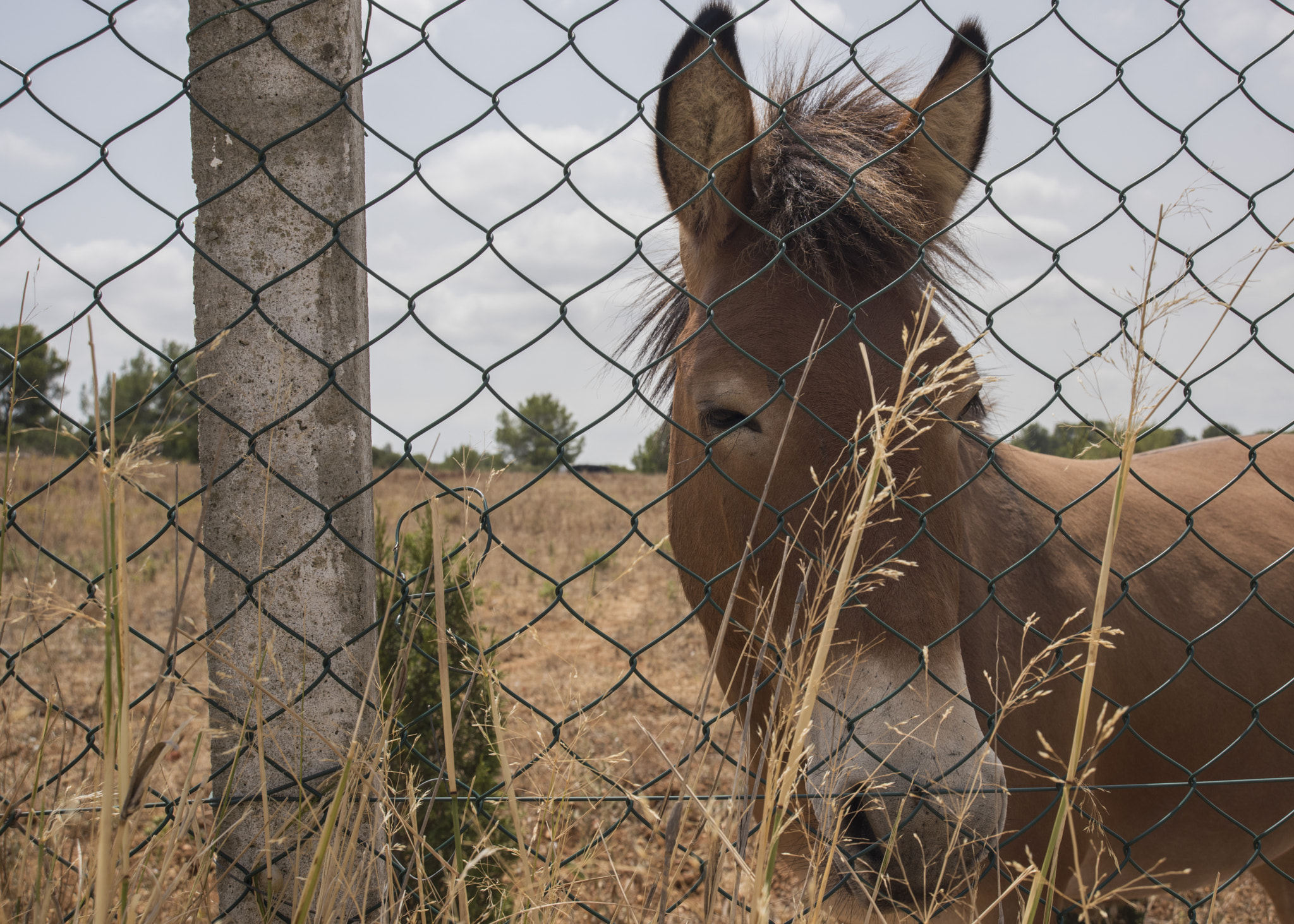 Nikon D810 sample photo. Bezier donkey photography