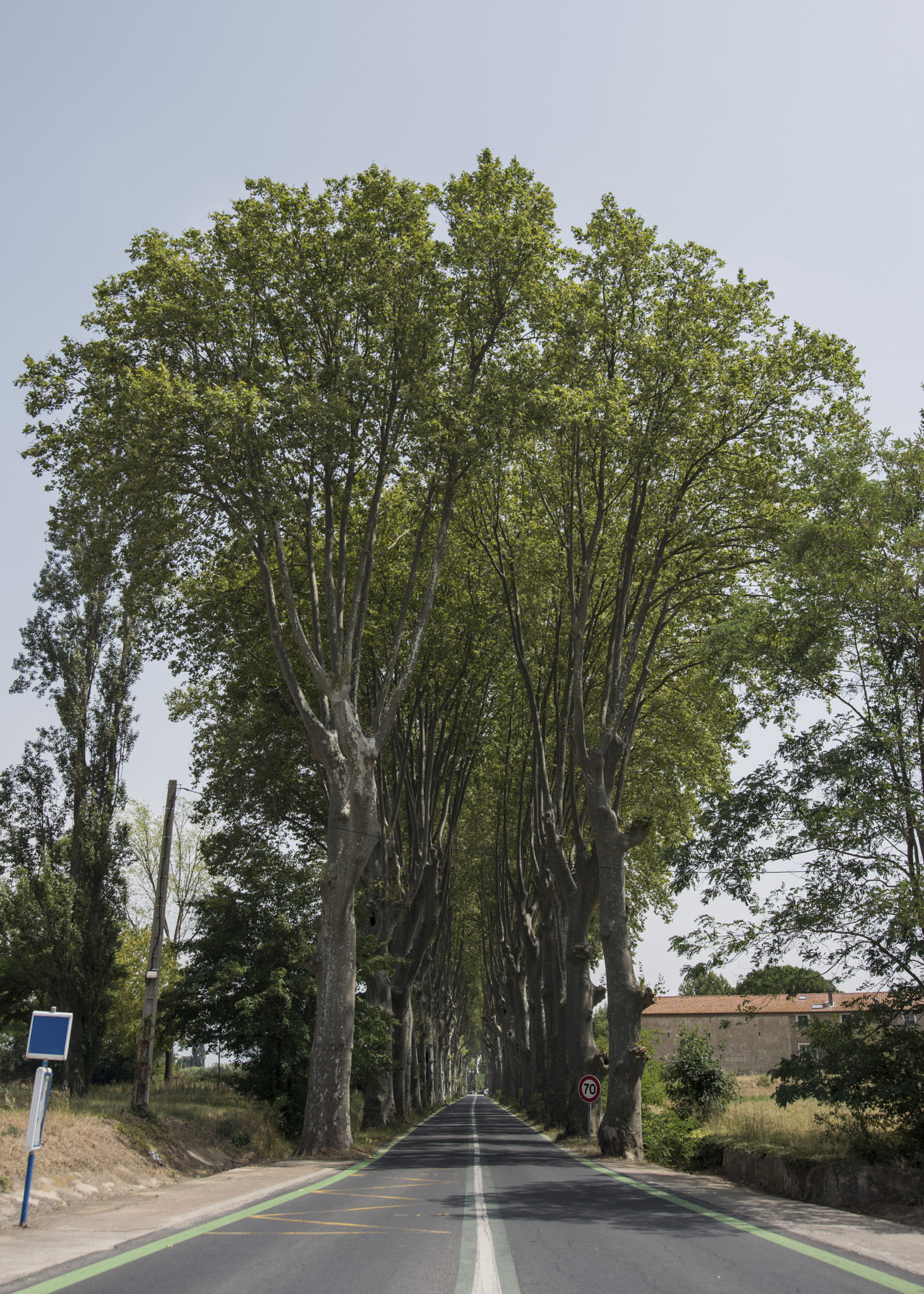 Nikon D810 sample photo. Napoleons trees photography