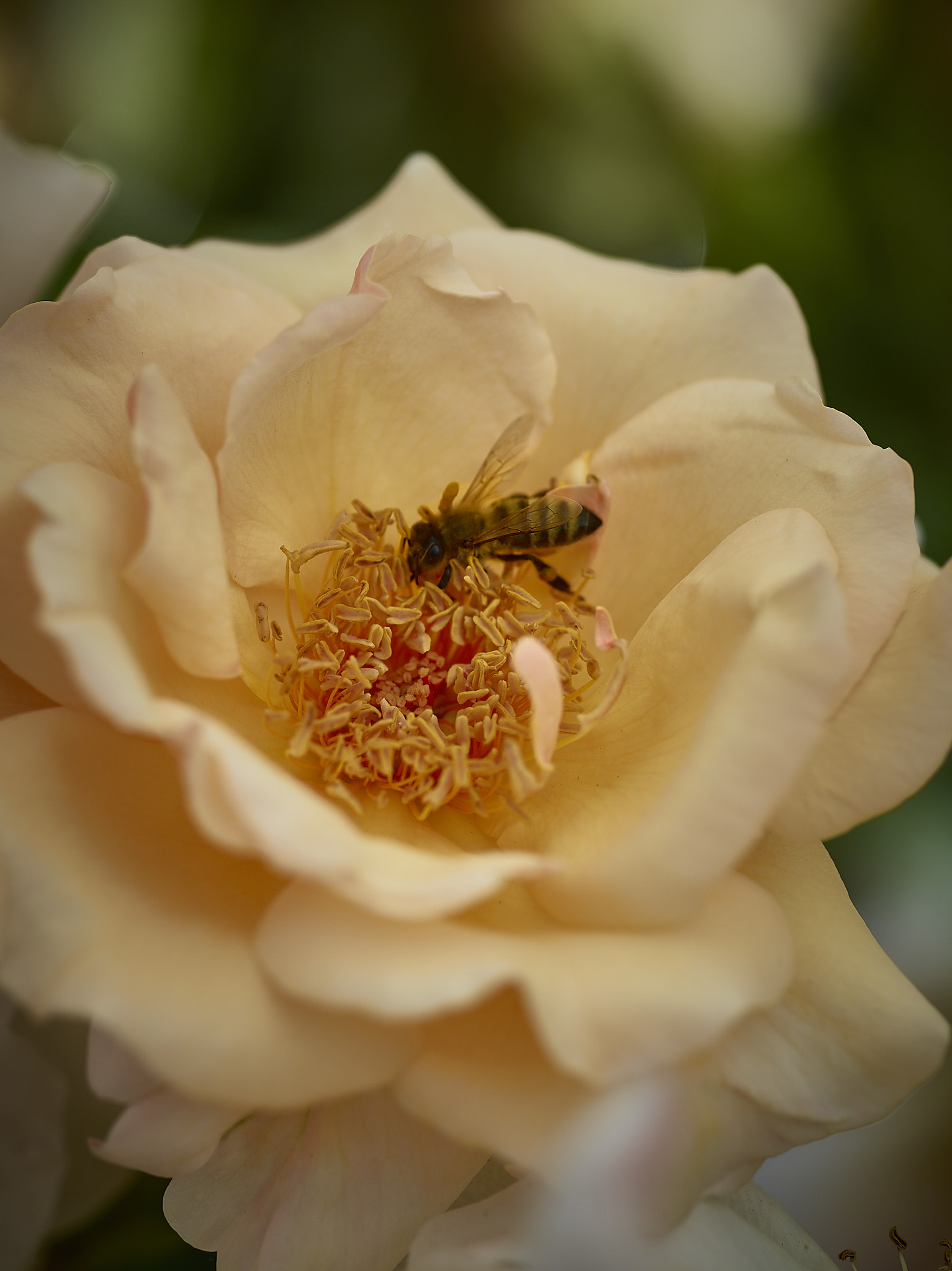 Schneider Kreuznach Macro LS 120mm f/4.0 sample photo. Rose with a bee photography
