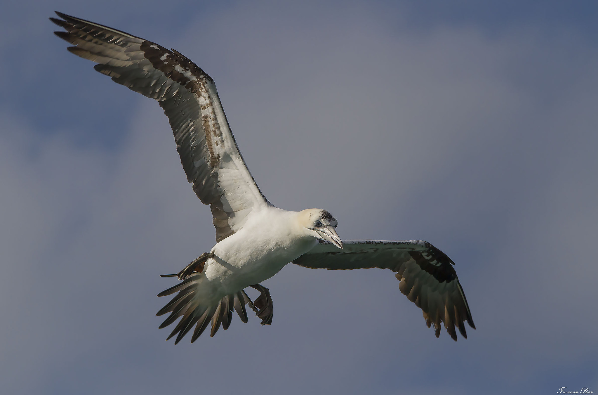 Sigma 150-500mm F5-6.3 DG OS HSM sample photo. Northern gannet, sula  photography