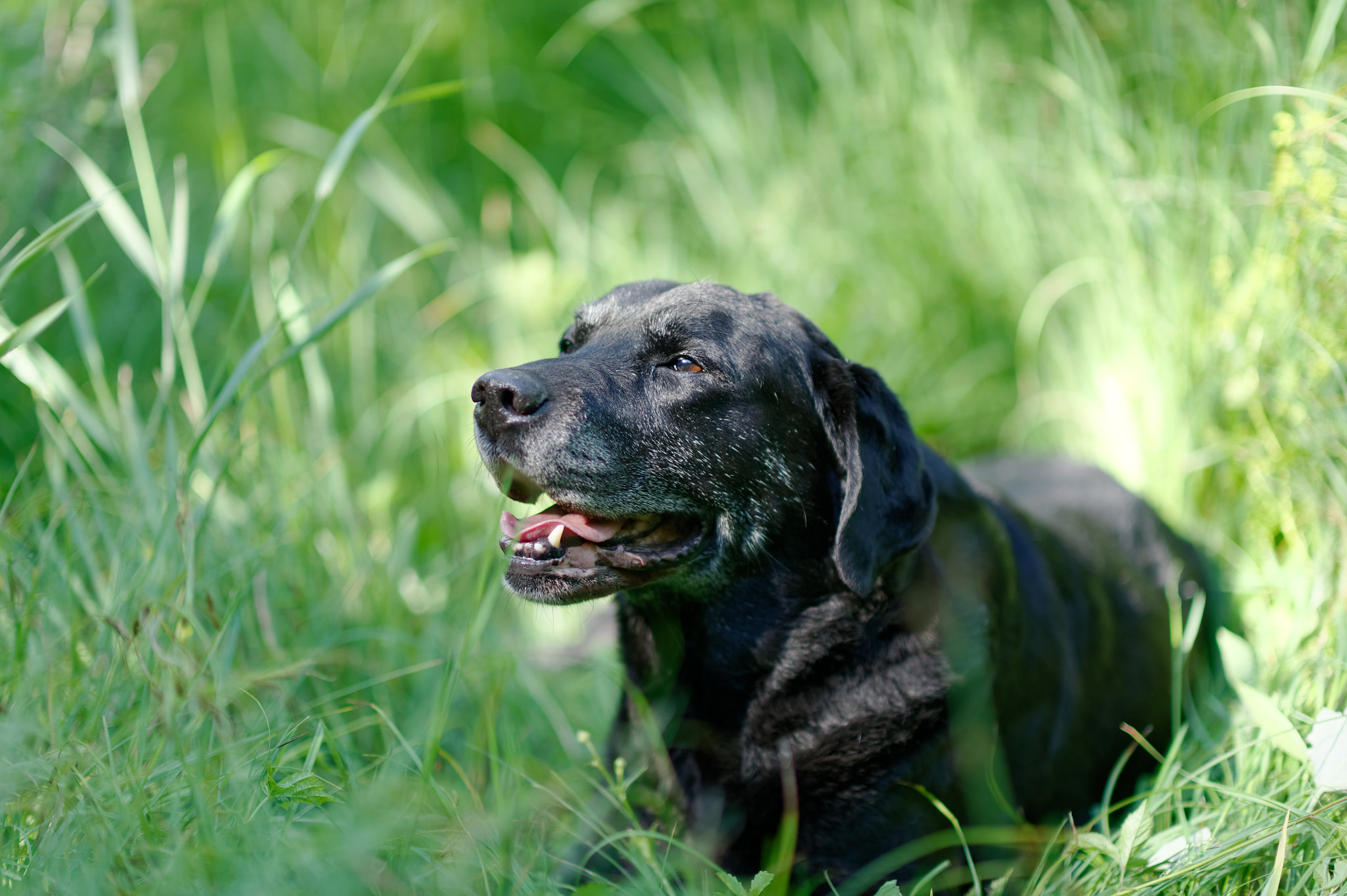 Nikon D3S + Nikon AF-S Nikkor 85mm F1.4G sample photo. Good -bye old friend photography