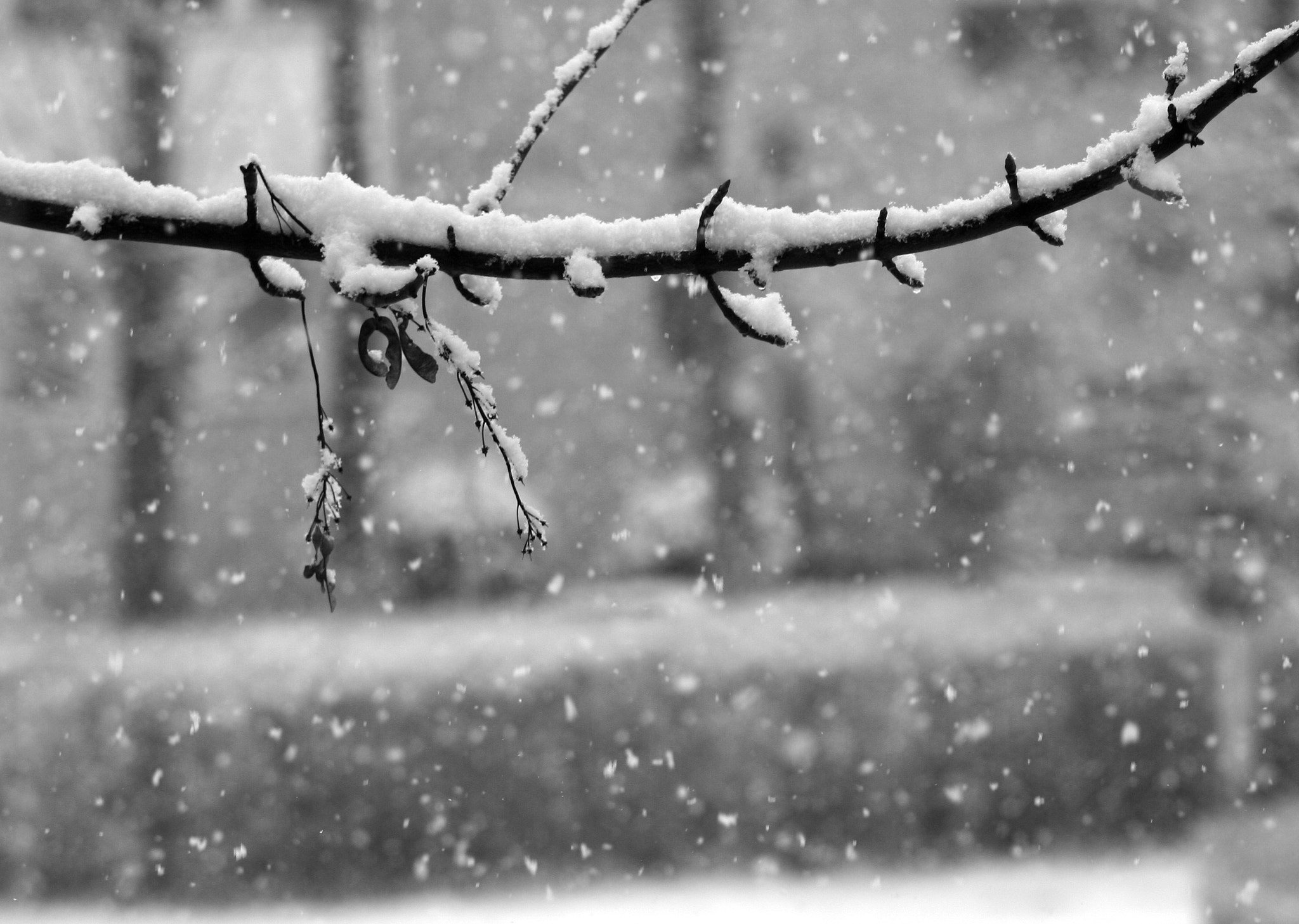Canon EF 35-80mm f/4-5.6 sample photo. Frozen photography