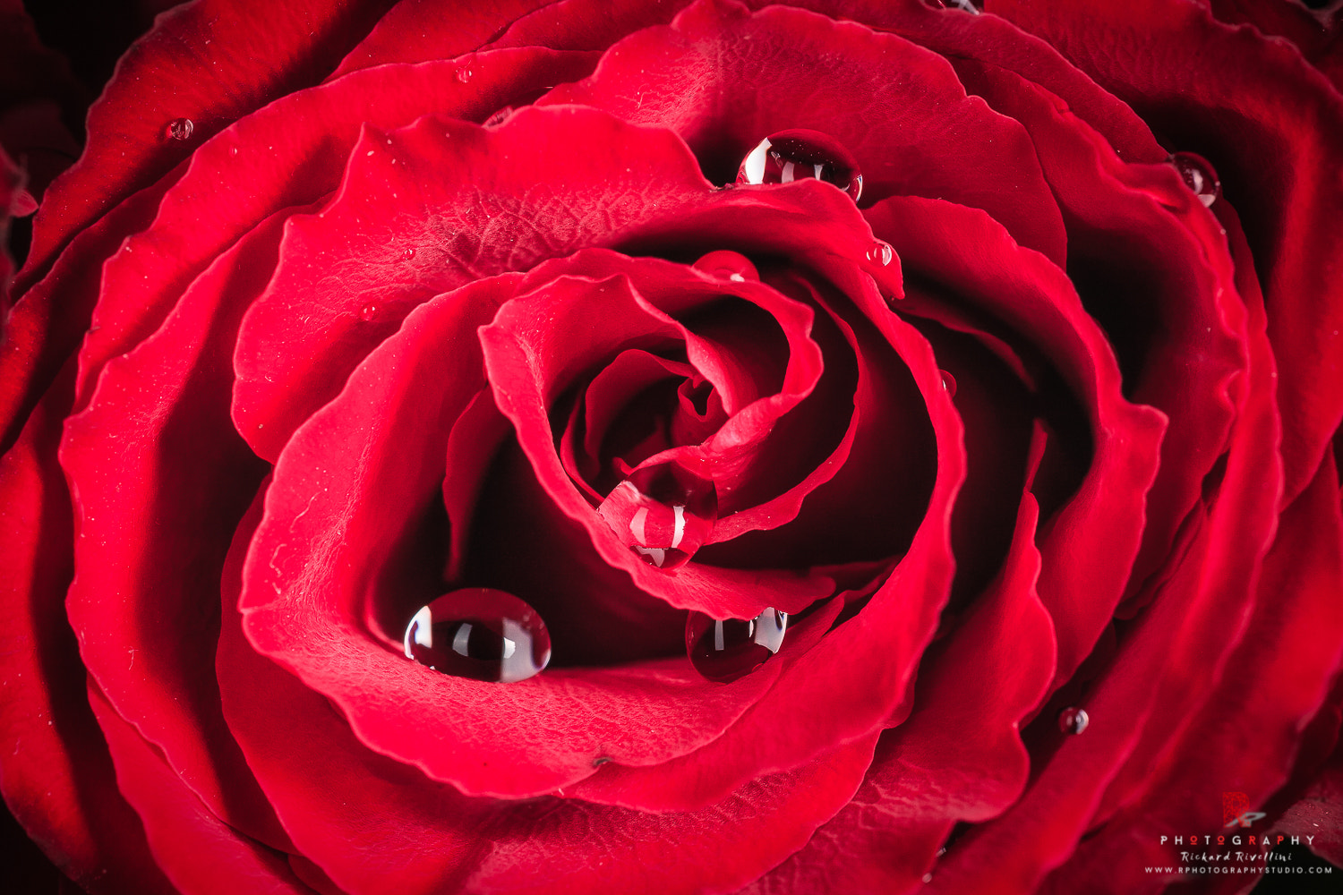 Canon EF 180mm F3.5L Macro USM sample photo. Love photography