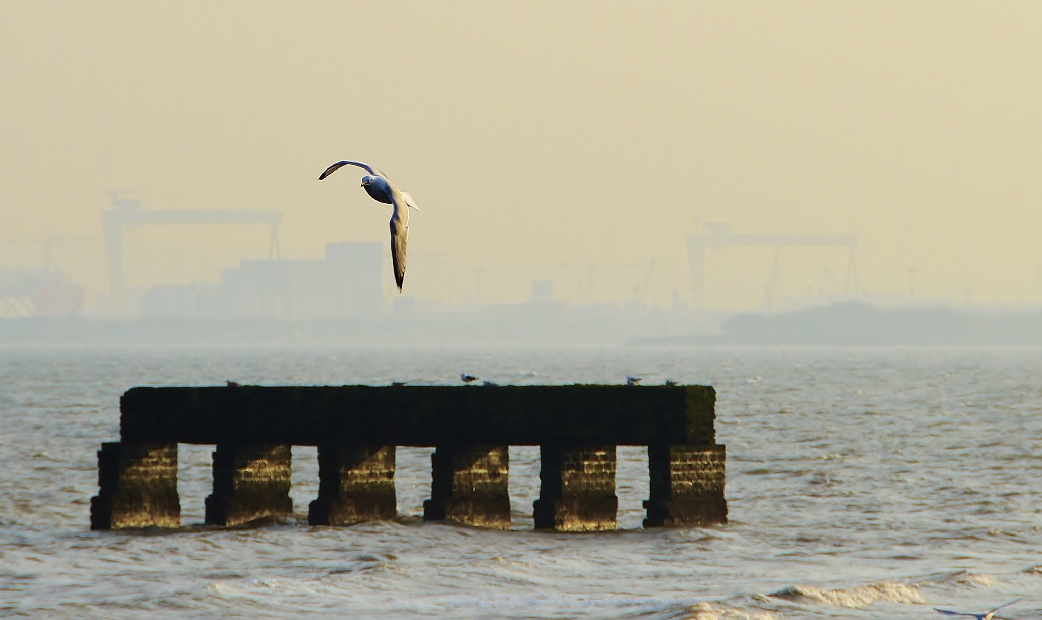 Nikon D5500 sample photo. Swooping photography