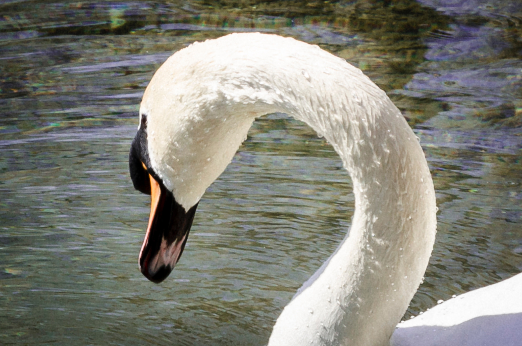 Nikon AF-S Nikkor 24-120mm F4G ED VR sample photo. Swan 2 photography