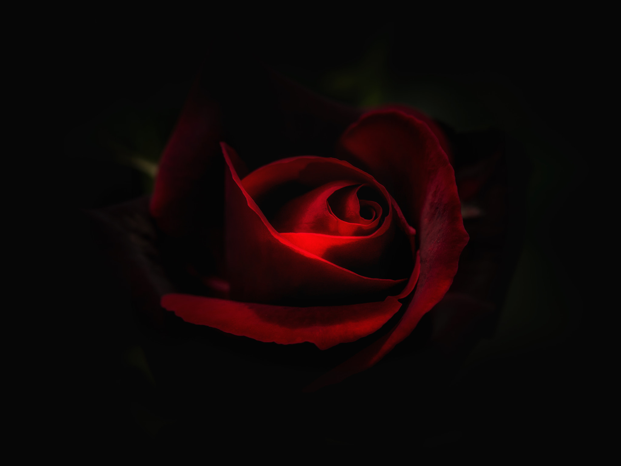 Nikon AF-S Micro-Nikkor 105mm F2.8G IF-ED VR sample photo. Dangerous passion photography