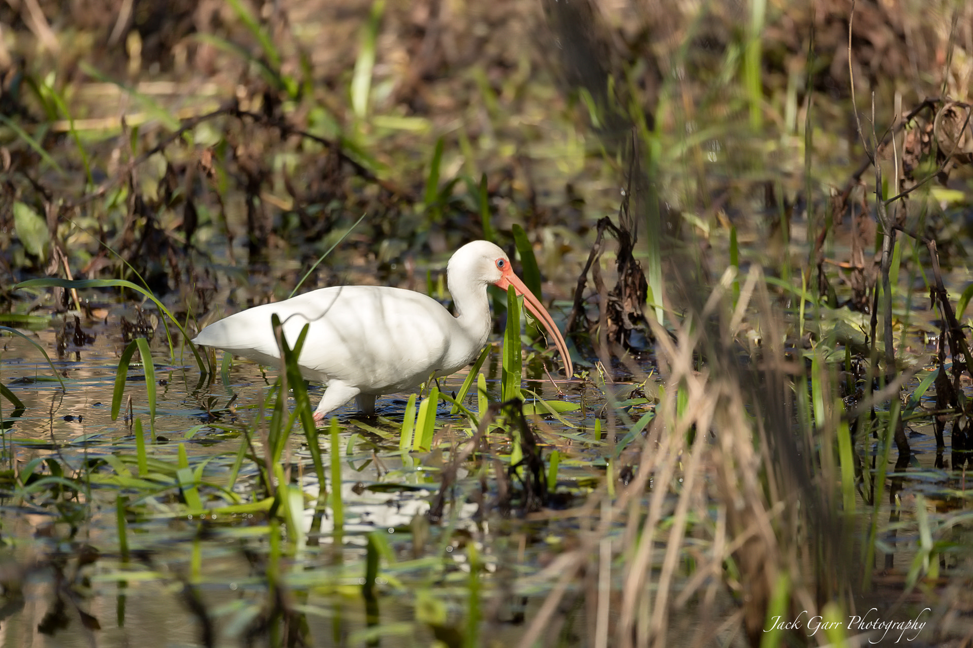 Canon EOS-1D X Mark II sample photo. White ibis hunting in swamp photography