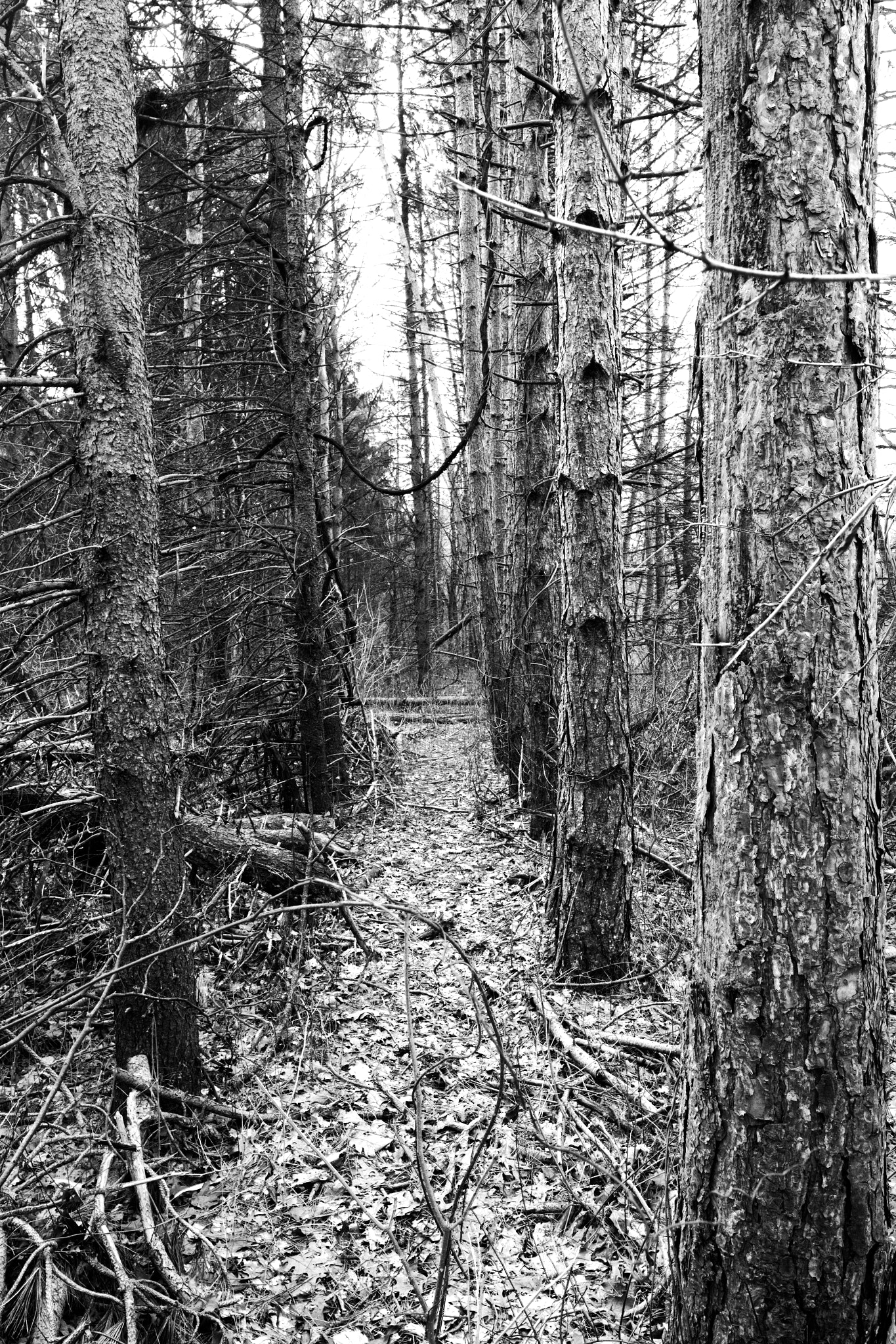 Canon TS-E 24.0mm f/3.5 L II sample photo. Pine path photography