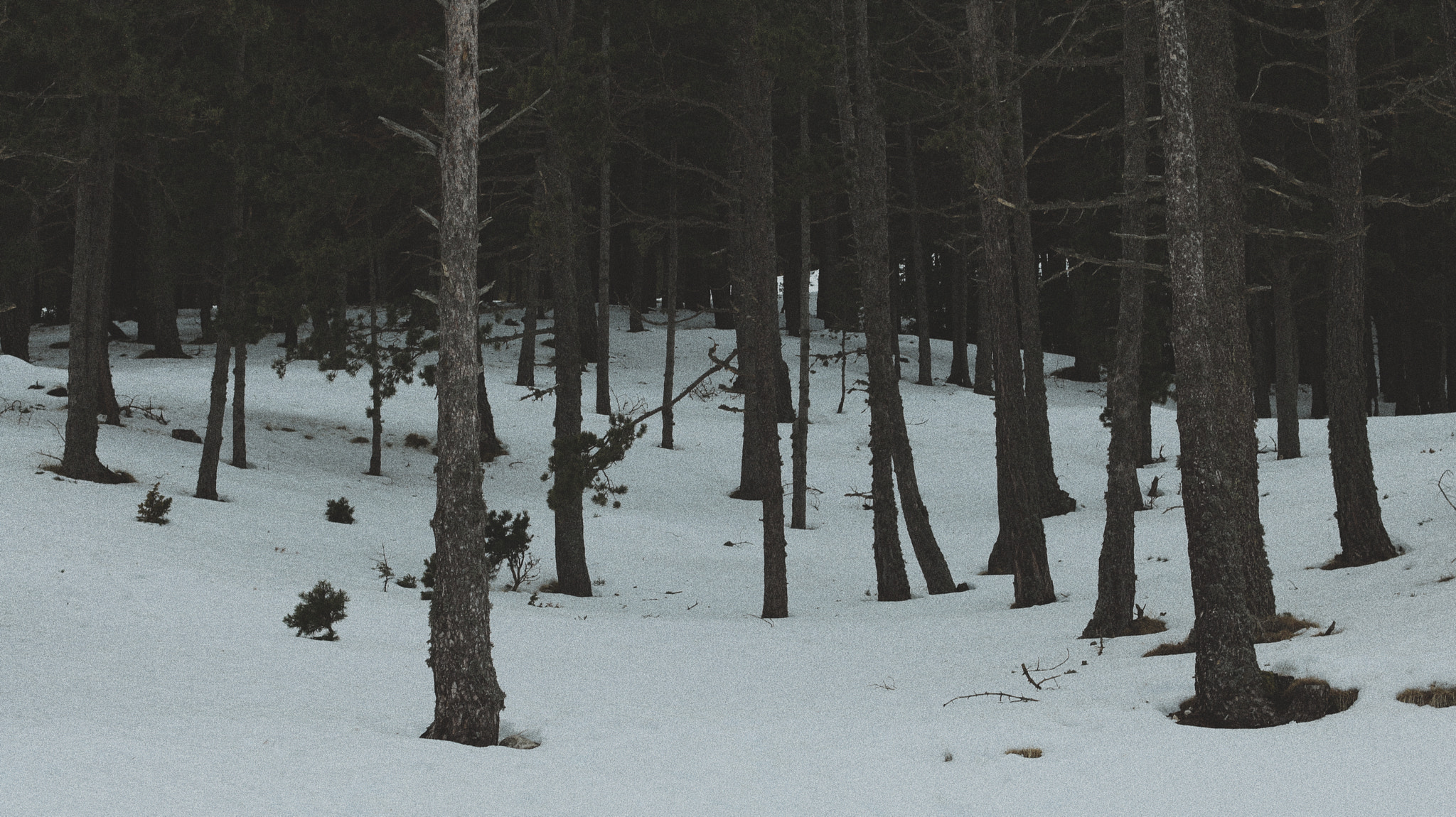 Canon EOS 760D (EOS Rebel T6s / EOS 8000D) + Canon EF 50mm F1.4 USM sample photo. Snow photography