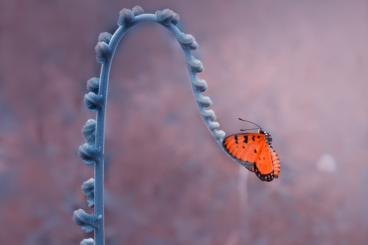 Canon EF-S 18-55mm F3.5-5.6 IS sample photo. Butterfly, wallpaper photography