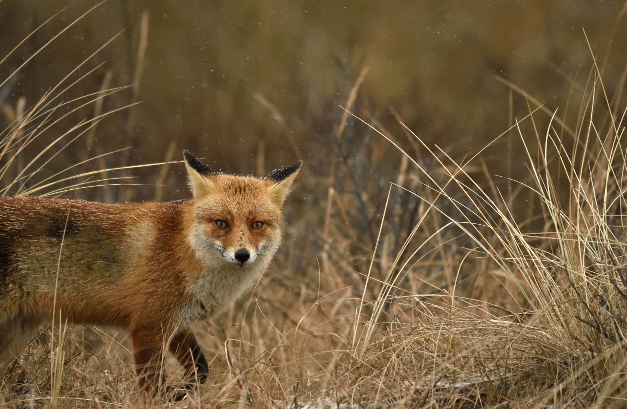 Sigma 150-500mm F5-6.3 DG OS HSM sample photo. Red fox photography