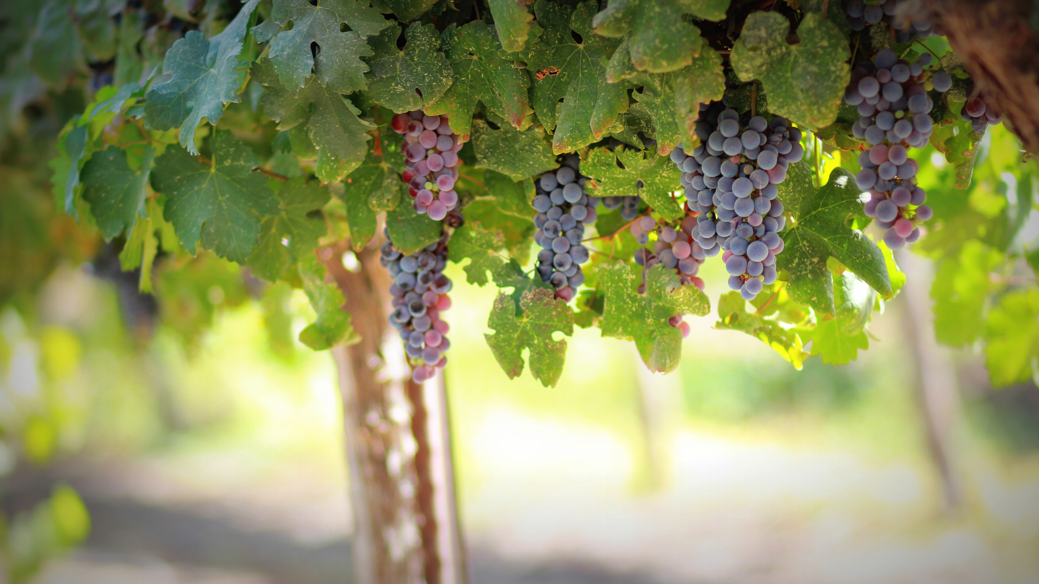 Canon EOS 550D (EOS Rebel T2i / EOS Kiss X4) + Canon EF 85mm F1.8 USM sample photo. Wine grapes photography