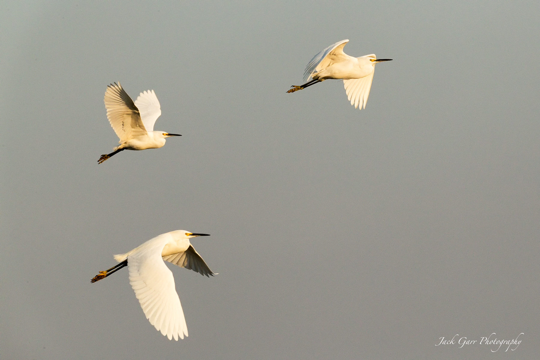Canon EOS-1D X Mark II sample photo. Snowy egrets flying at sunset photography