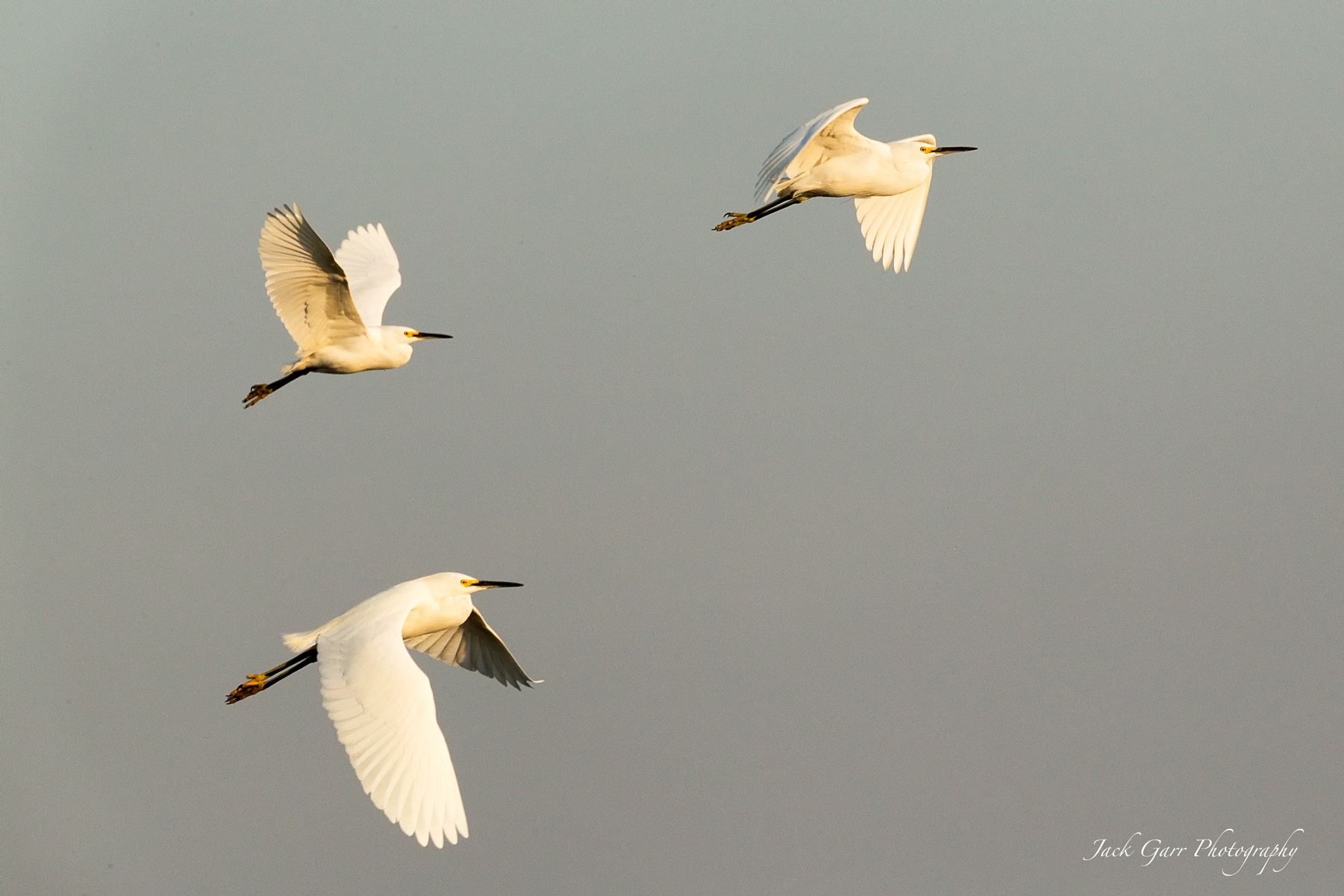 150-600mm F5-6.3 DG OS HSM | Sports 014 sample photo. Snowy egrets flying at sunset photography