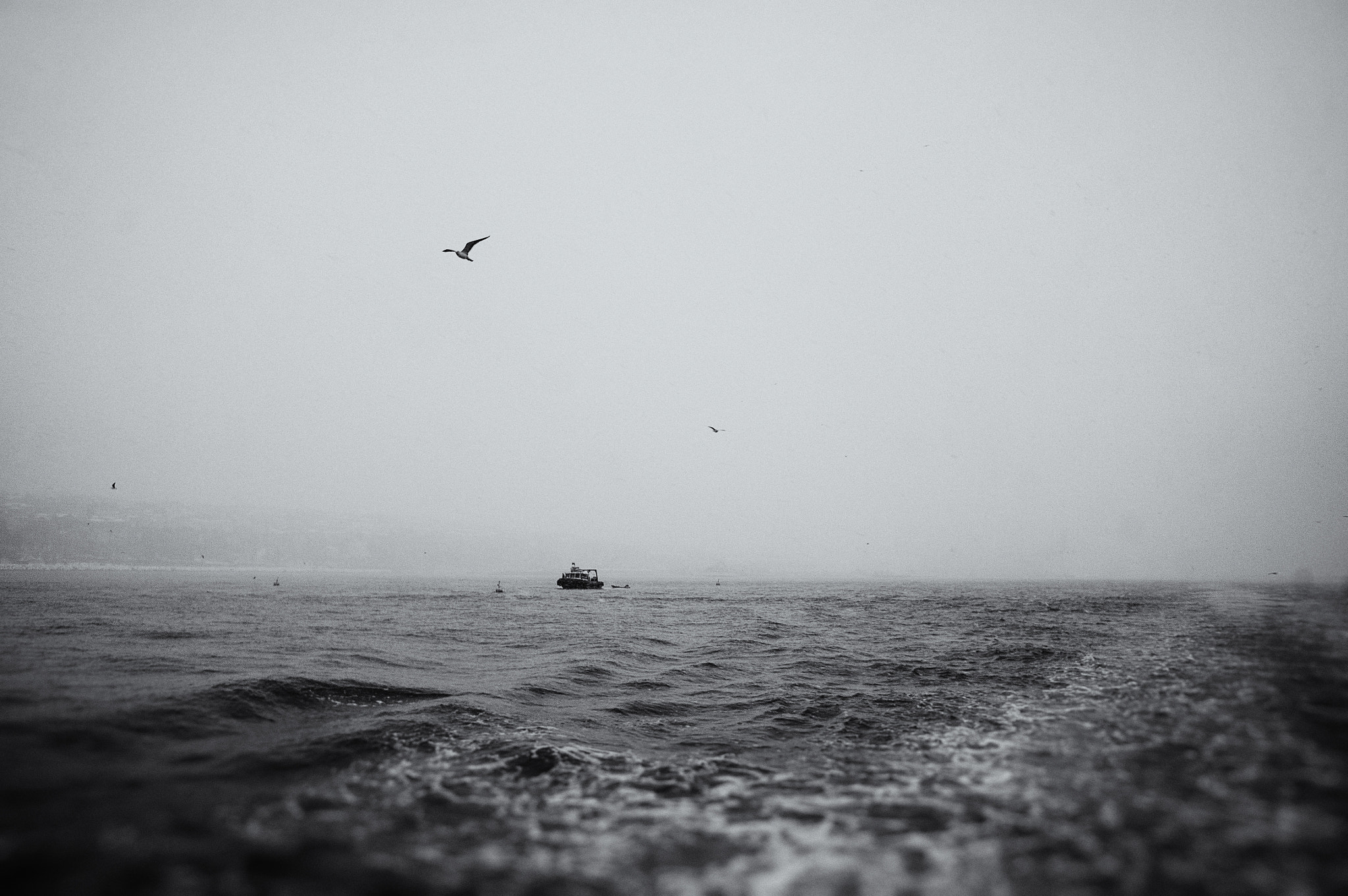 Sony E 16mm F2.8 sample photo. Under the istanbul seagull wings photography