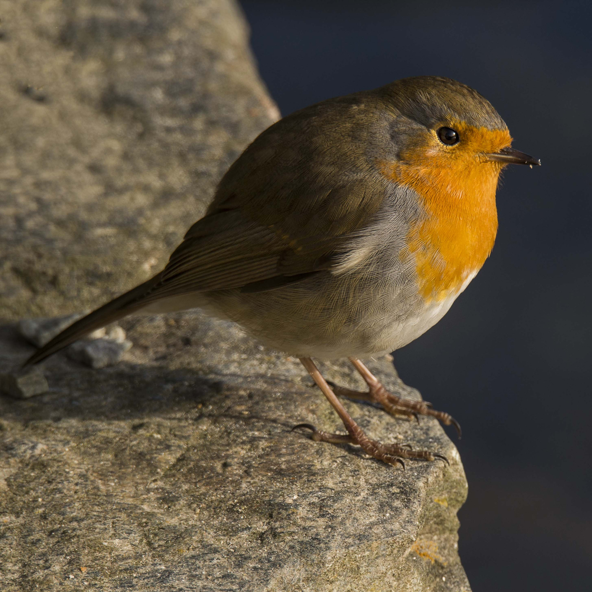 Sigma 150-600mm F5-6.3 DG OS HSM | S sample photo. Erithacus rubecula photography