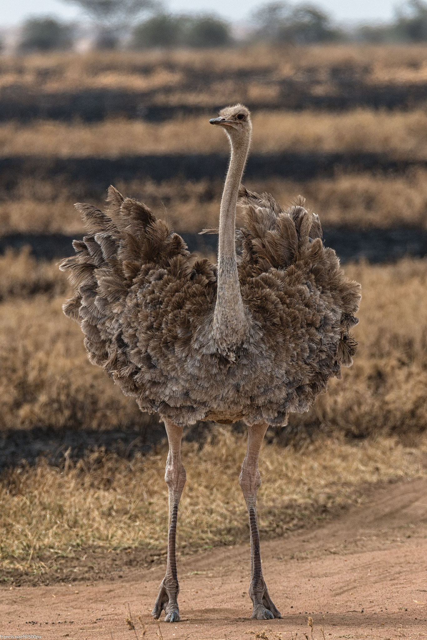 Nikon D800 + Sigma 150-600mm F5-6.3 DG OS HSM | S sample photo. Female ostrich photography