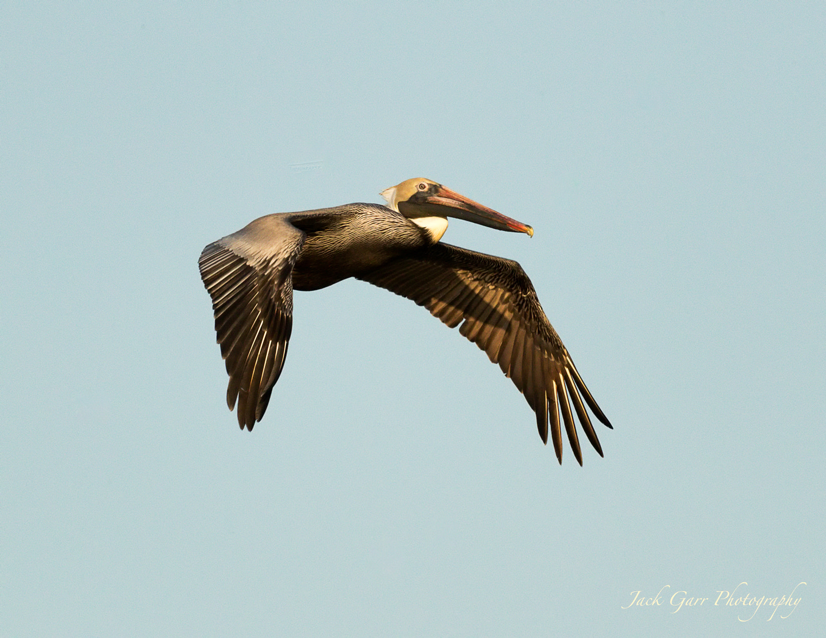 Canon EOS-1D X Mark II + 150-600mm F5-6.3 DG OS HSM | Sports 014 sample photo. Brown pelican in flight at sunset photography