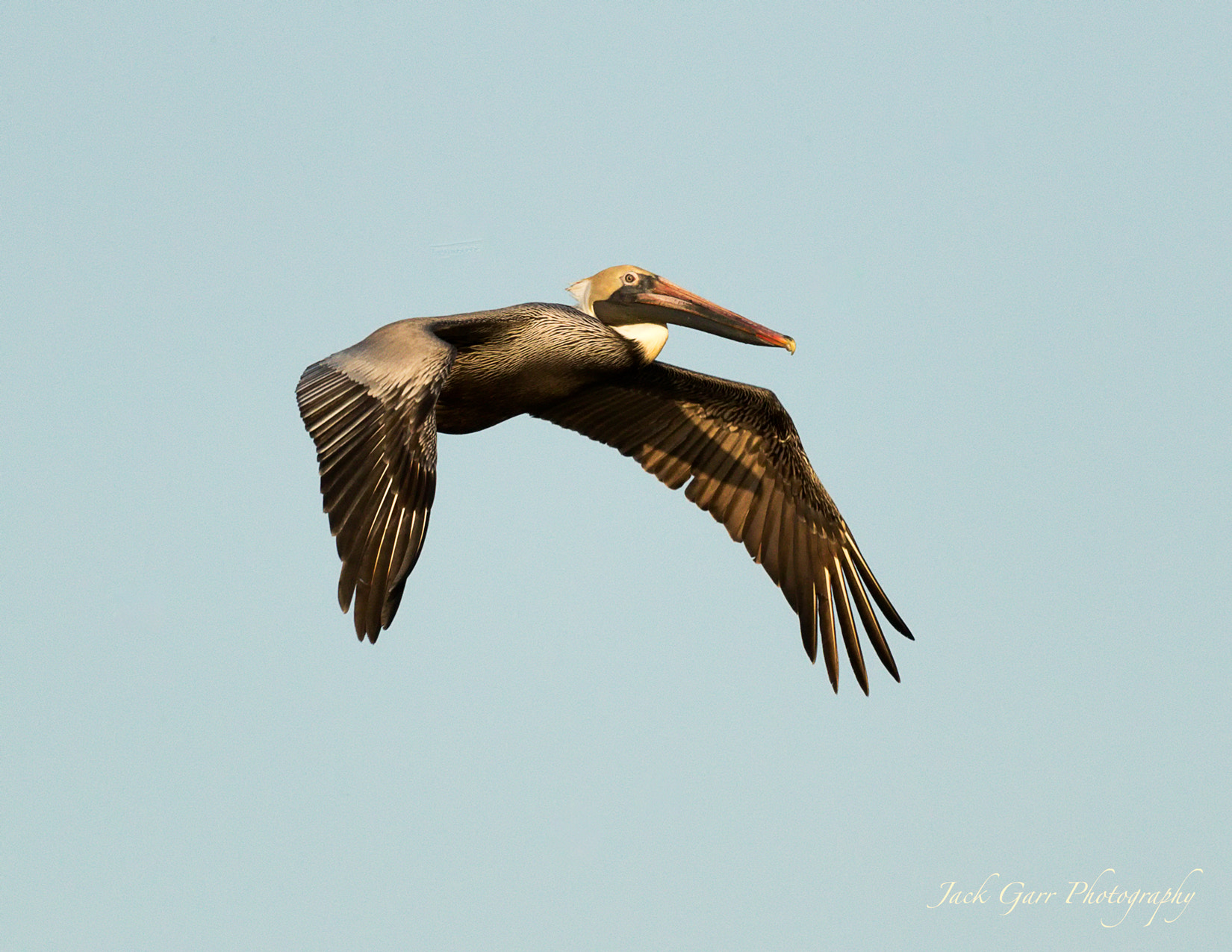 150-600mm F5-6.3 DG OS HSM | Sports 014 sample photo. Brown pelican in flight at sunset photography