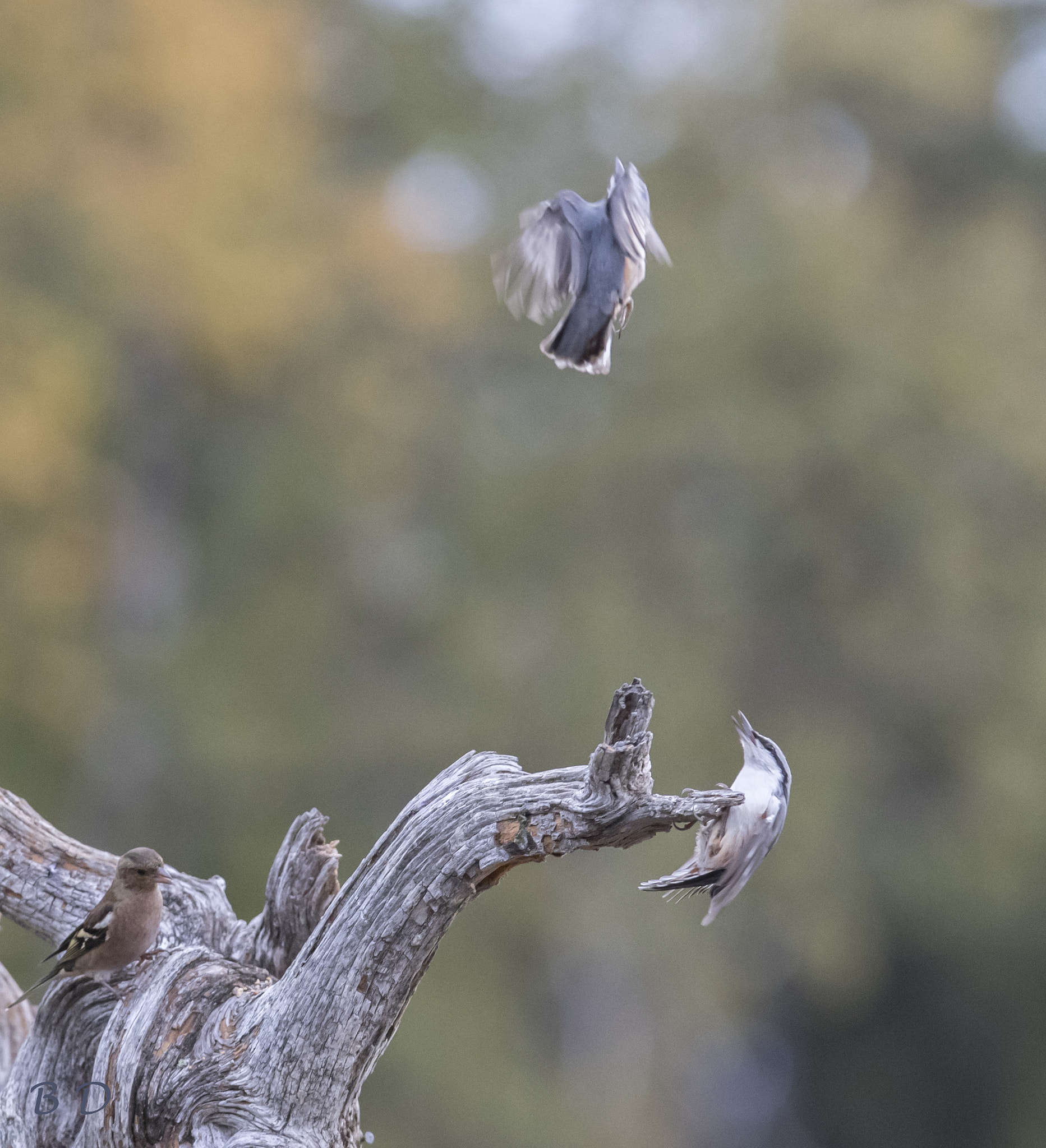 Canon EOS-1D X Mark II + Canon EF 300mm F2.8L IS USM sample photo. Two nuthatch arguing for space and a chaffinch sup photography