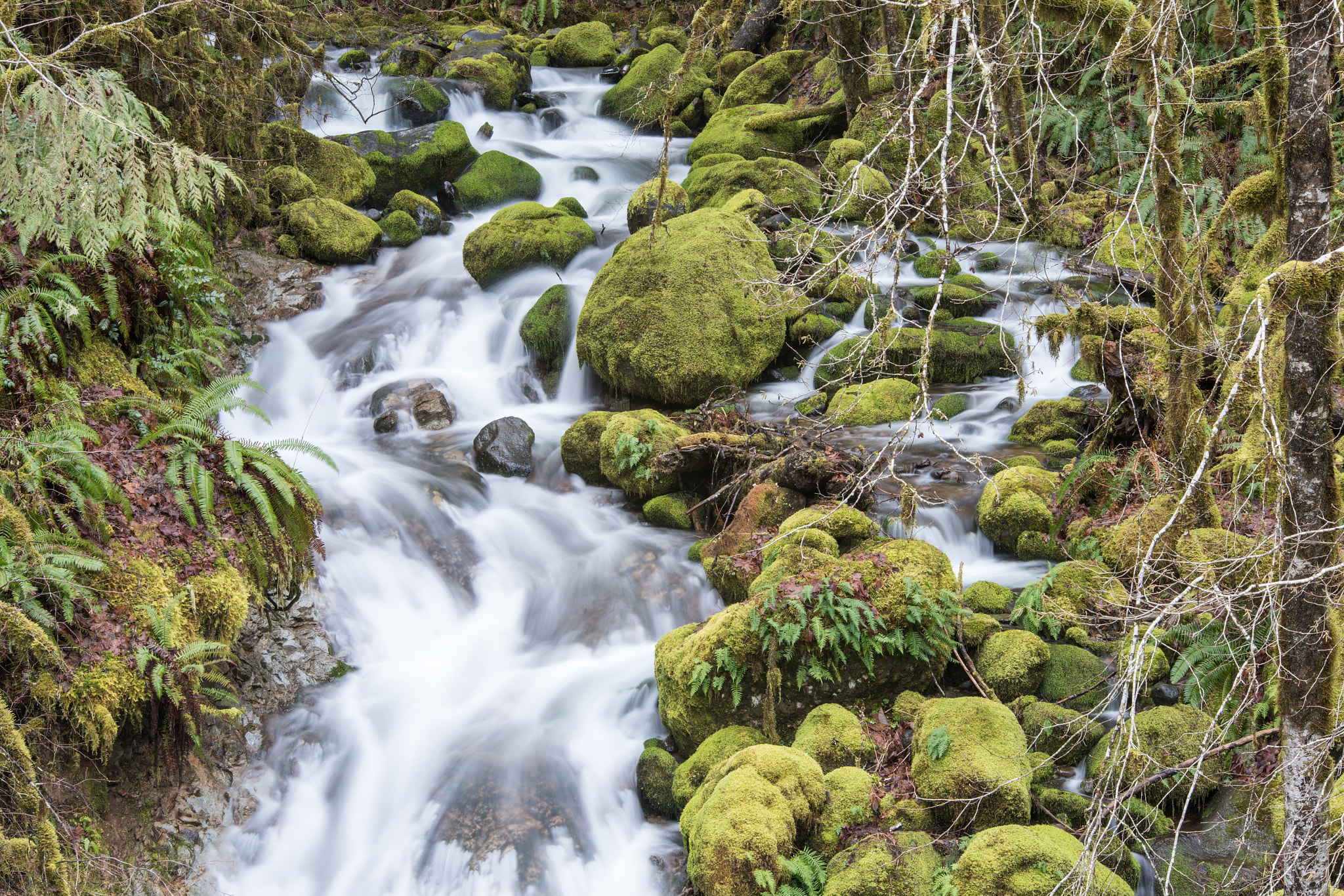 Nikon D810 + Sigma 70-200mm F2.8 EX DG OS HSM sample photo. Fernview falls photography