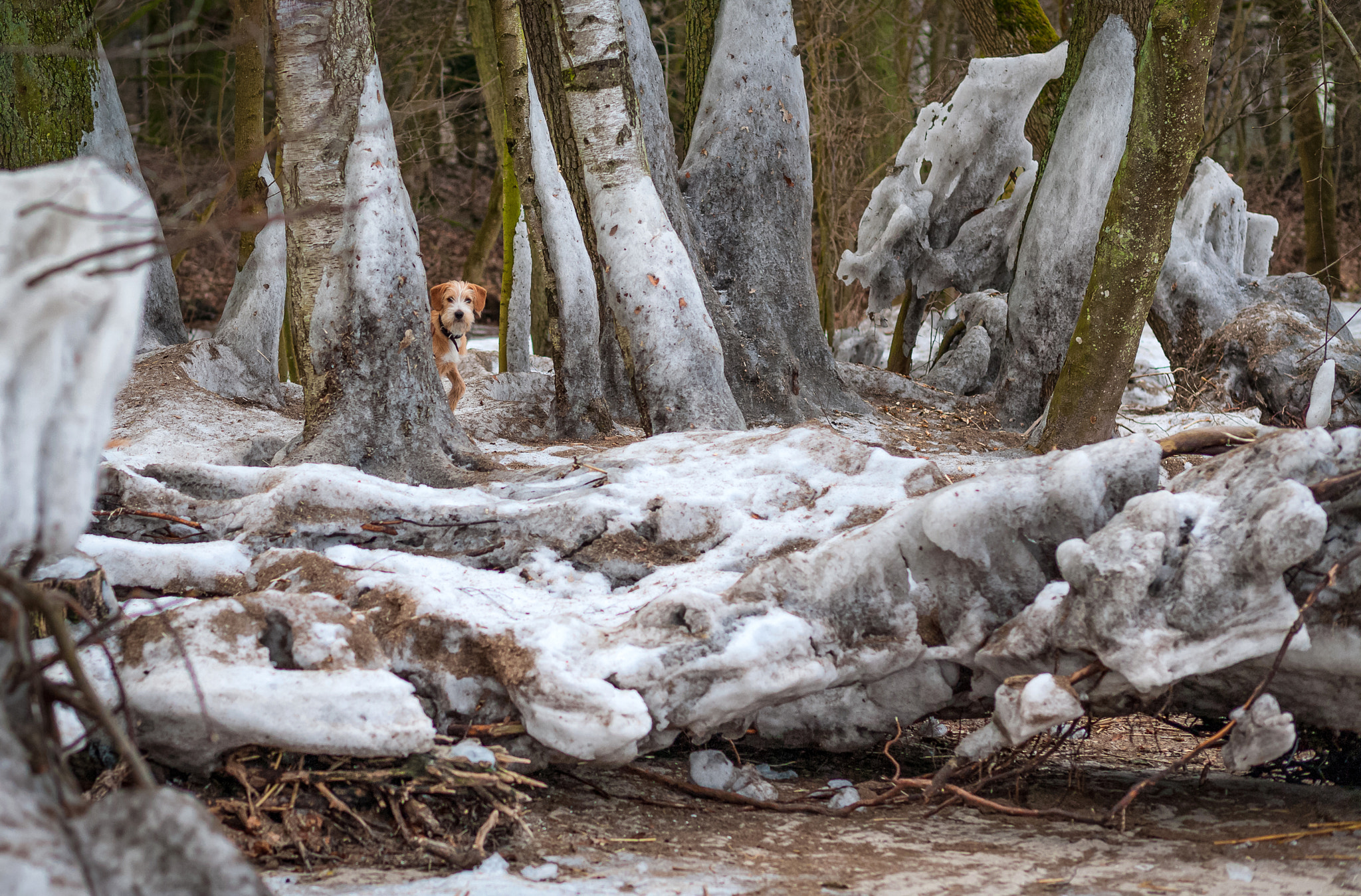 Canon EF 85mm F1.8 USM sample photo. Where is the dog atos ? photography
