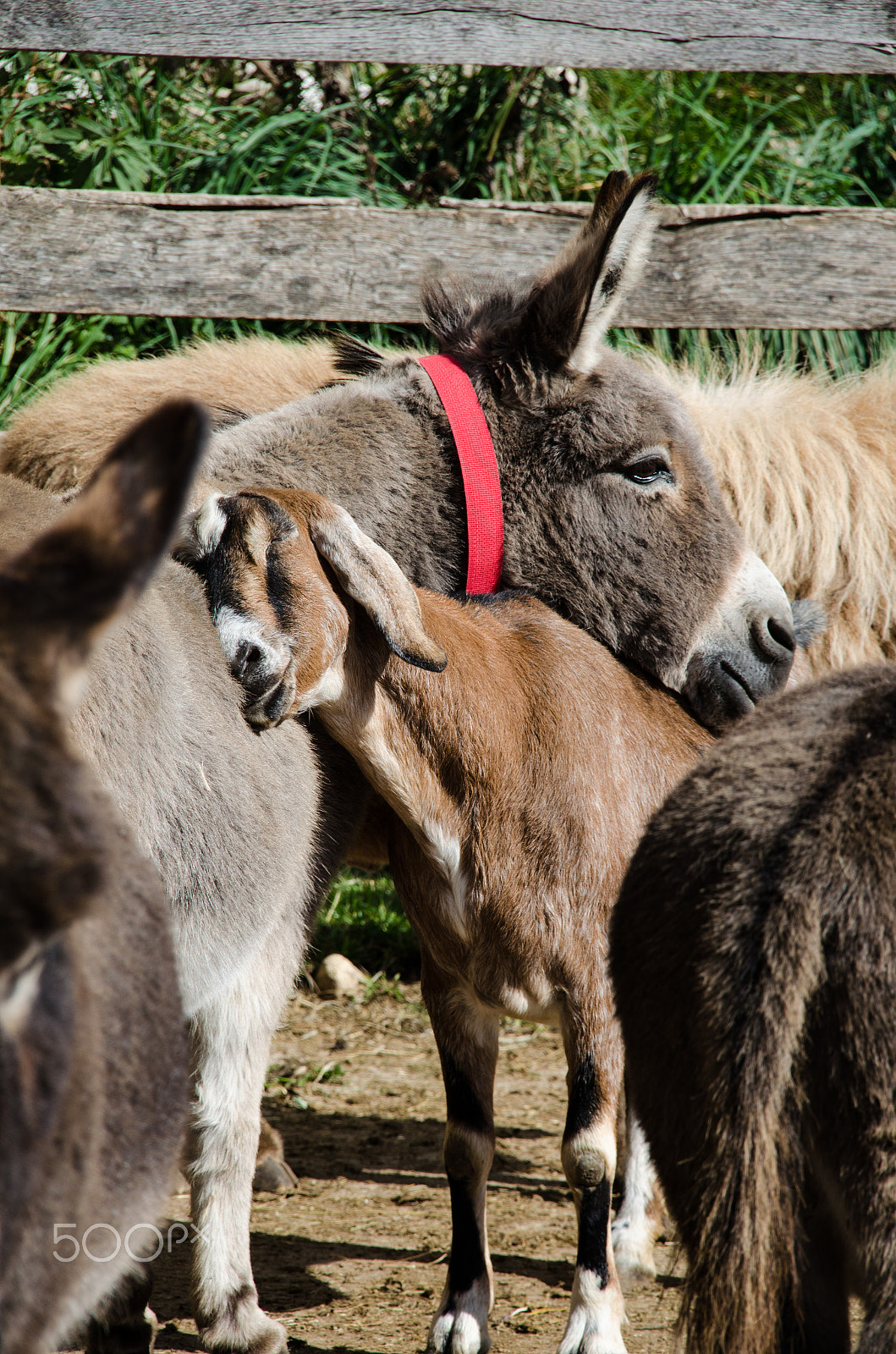 Nikon D5100 + Sigma 18-200mm F3.5-6.3 DC OS HSM sample photo. Donkey love photography