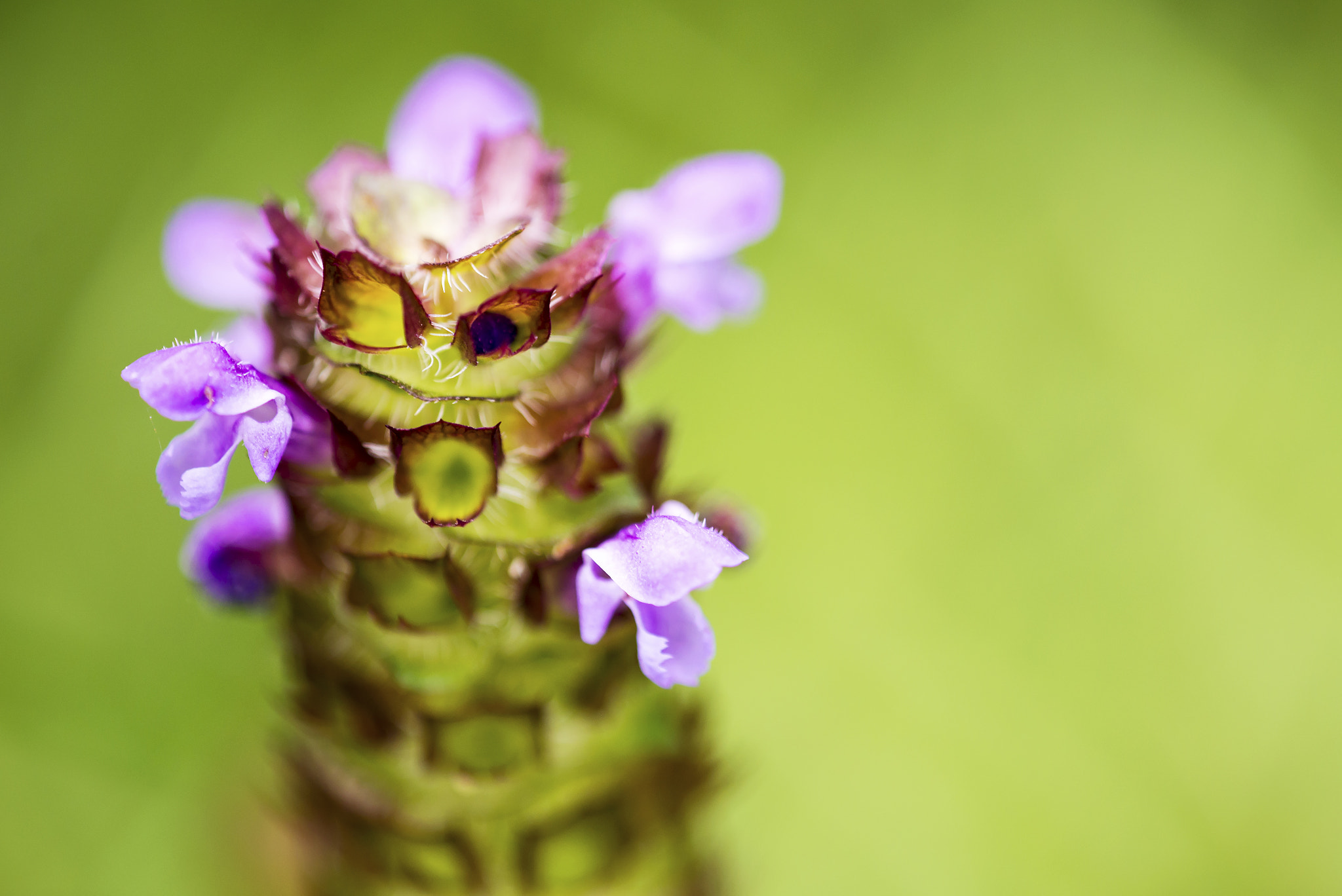 Sigma APO Macro 180mm F3.5 EX DG HSM sample photo. Mint photography