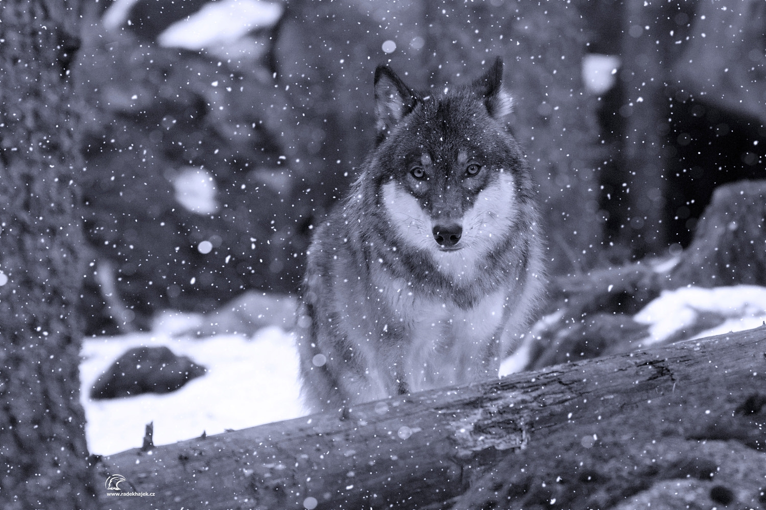 150-600mm F5-6.3 DG OS HSM | Contemporary 015 sample photo. Wolf photography
