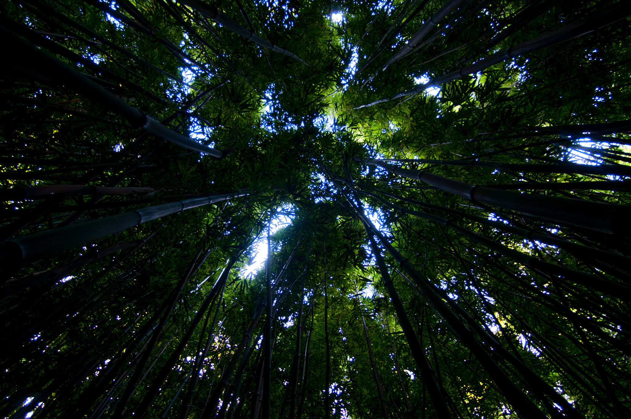 Nikon D90 + Nikon AF Nikkor 14mm F2.8D ED sample photo. Maui hawaii photography