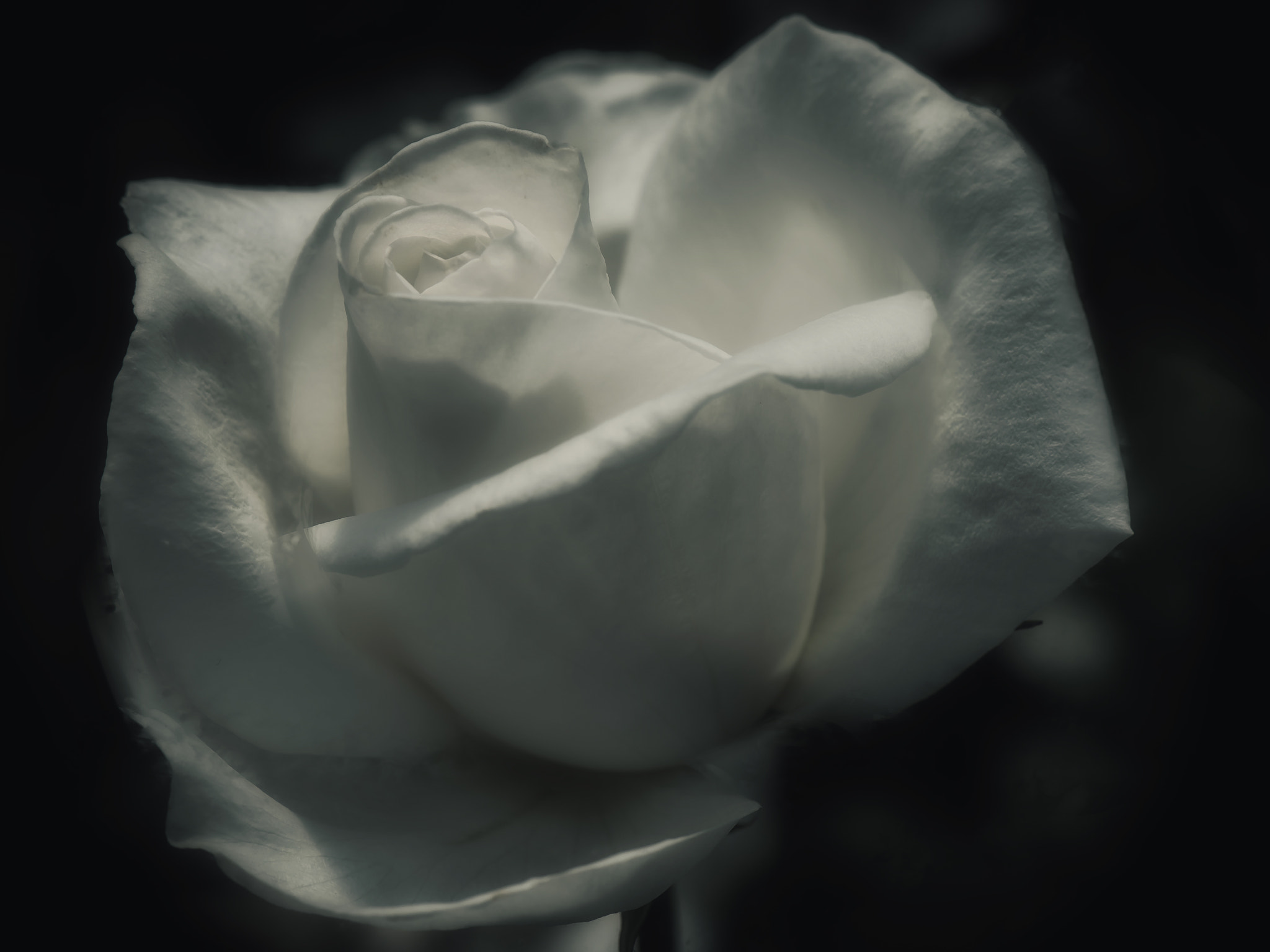 Nikon AF-S Micro-Nikkor 105mm F2.8G IF-ED VR sample photo. Innocent emotions photography