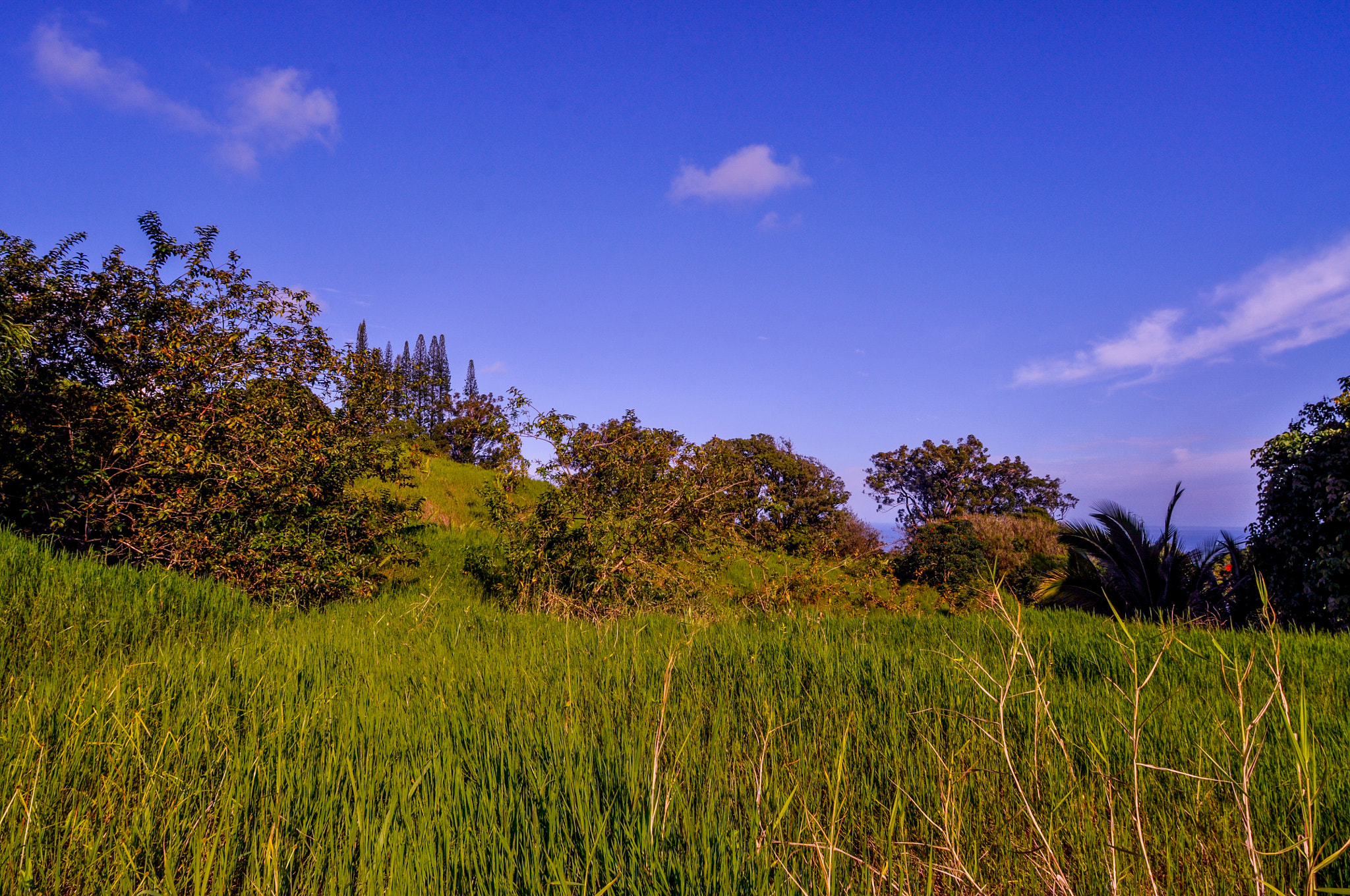 Nikon D90 sample photo. Maui hawaii photography