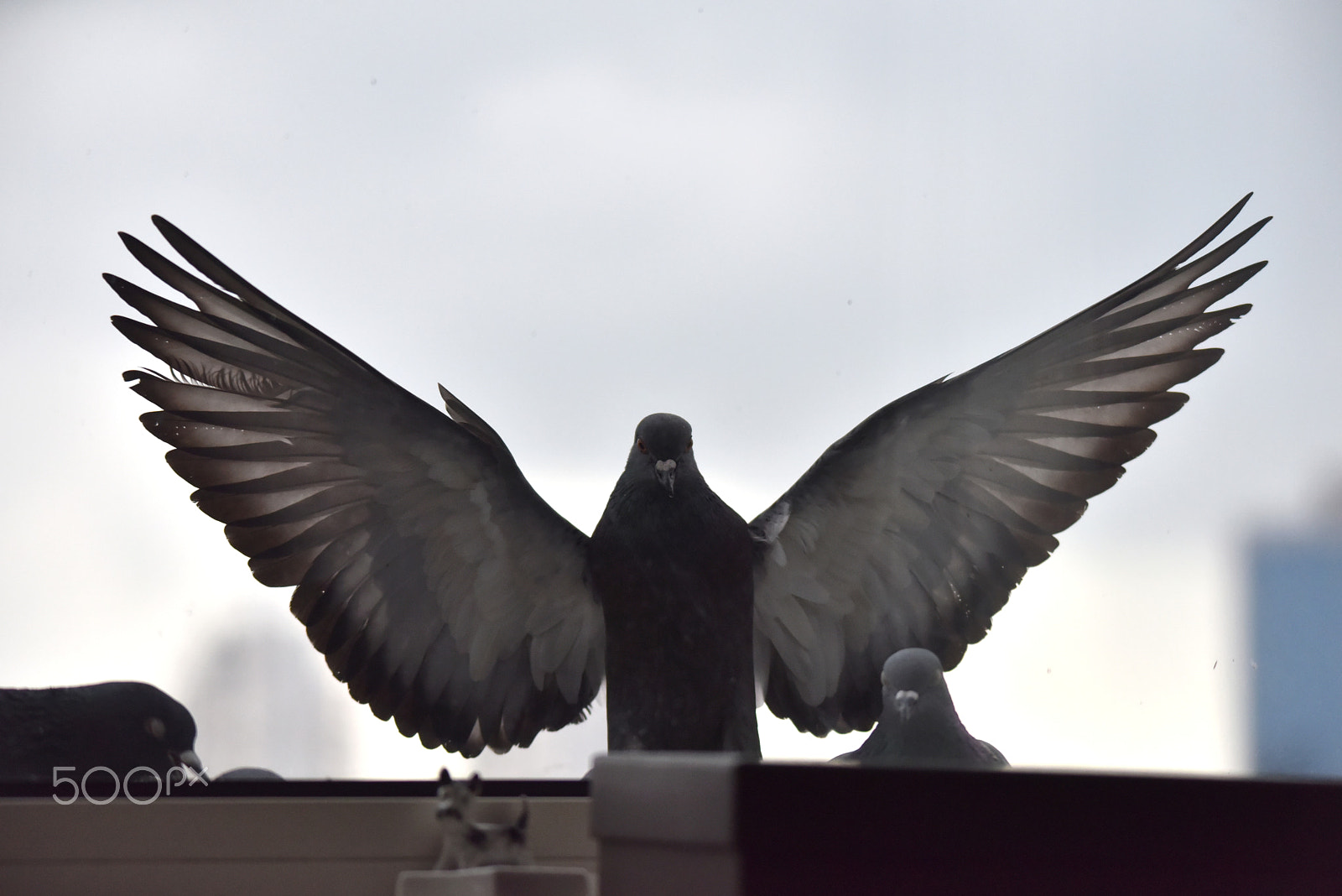 Sigma 150-500mm F5-6.3 DG OS HSM sample photo. Pigeon photography