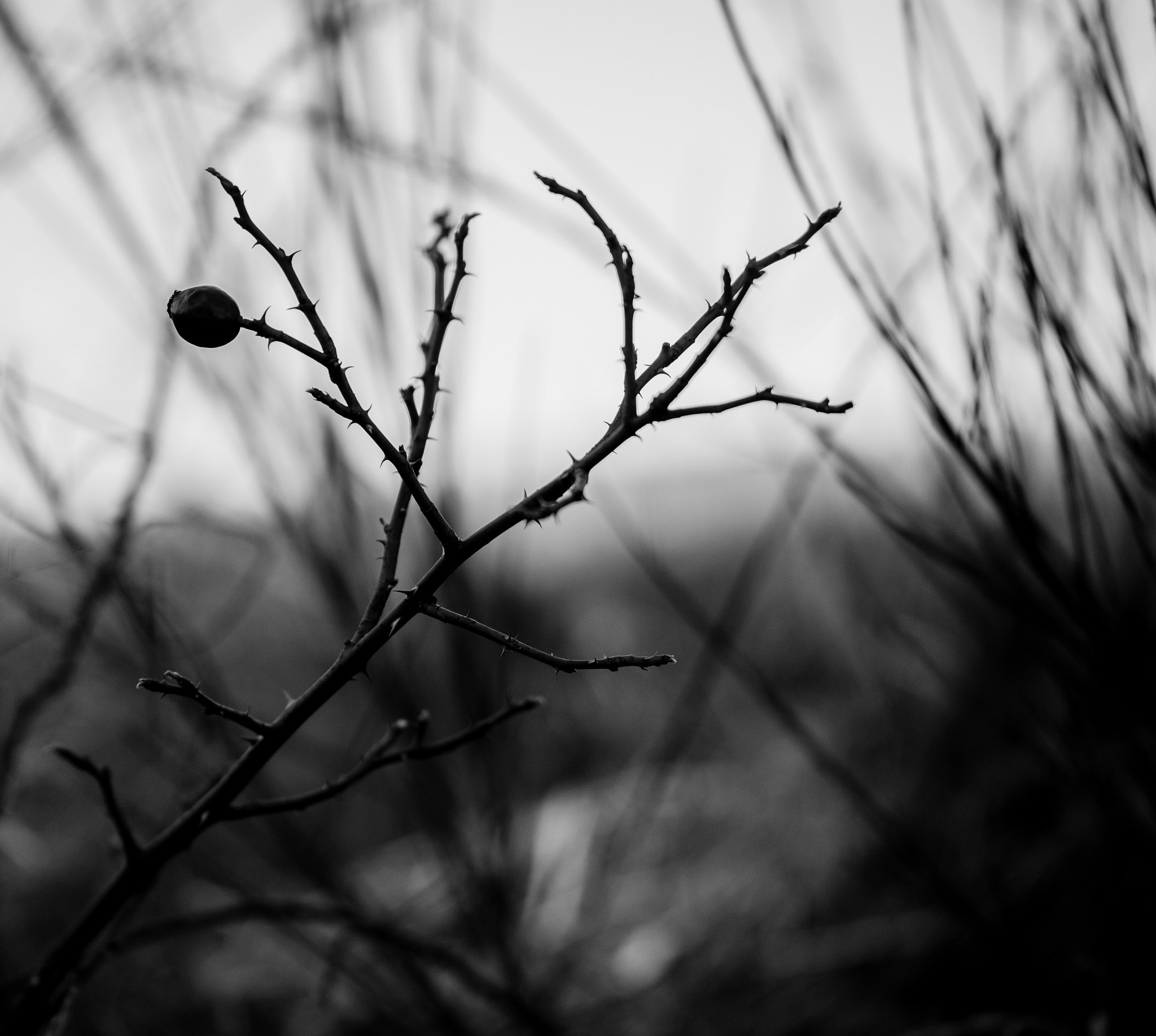 Panasonic Lumix G X Vario 35-100mm F2.8 OIS sample photo. Wann kommt der frühling? photography