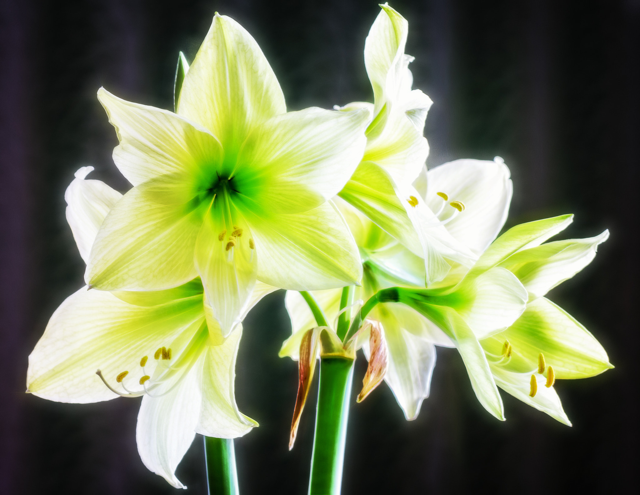Canon EF 85mm F1.8 USM sample photo. White amaryllis photography