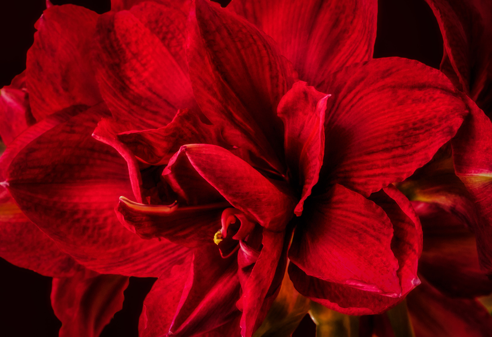 Sony a7R + Sony FE 90mm F2.8 Macro G OSS sample photo. Red amaryllis photography