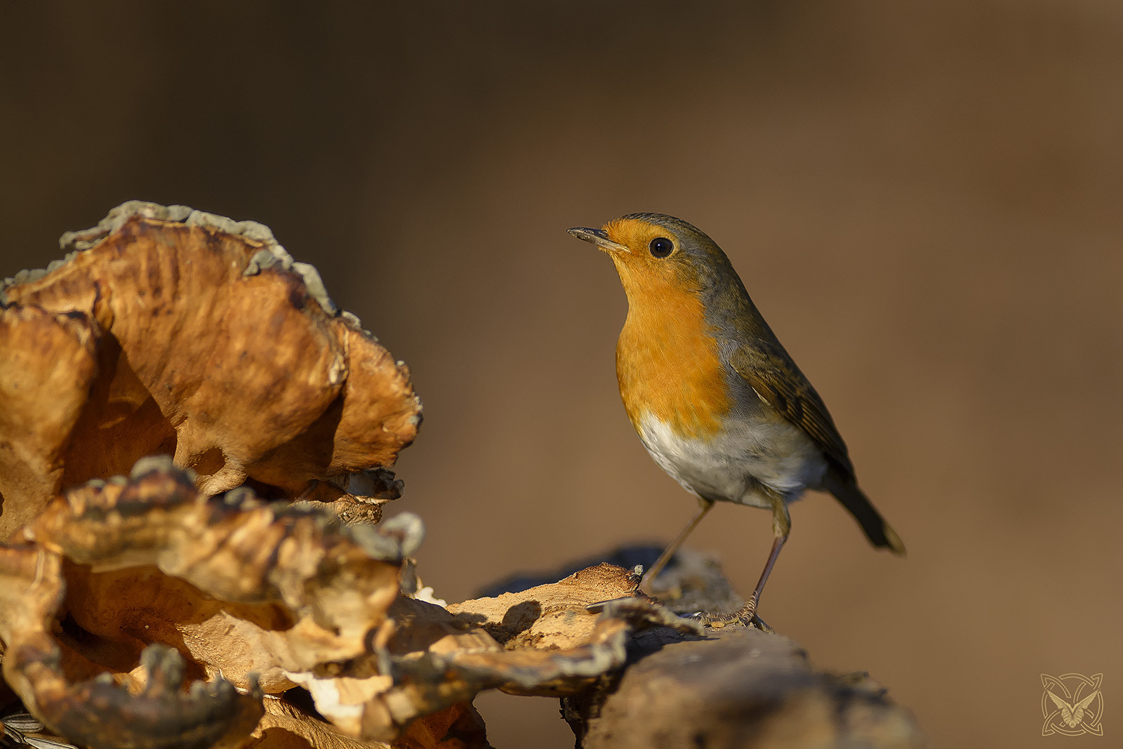 Nikon AF-S Nikkor 300mm F2.8G ED VR II sample photo. Erithacus rubecula - pettirosso - rouge-gorge familier photography