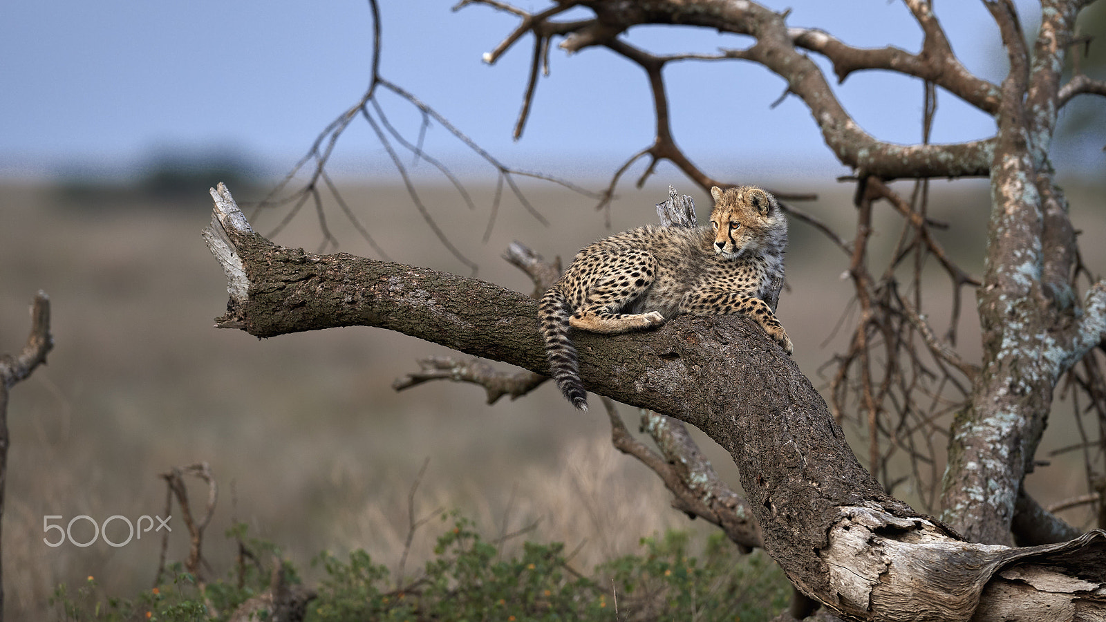 Nikon AF-S Nikkor 600mm F4E FL ED VR sample photo. Baby photography