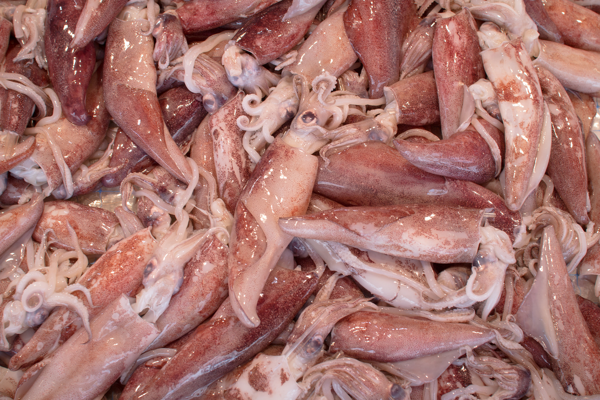 Sigma 30mm F1.4 EX DC HSM sample photo. Squid photography