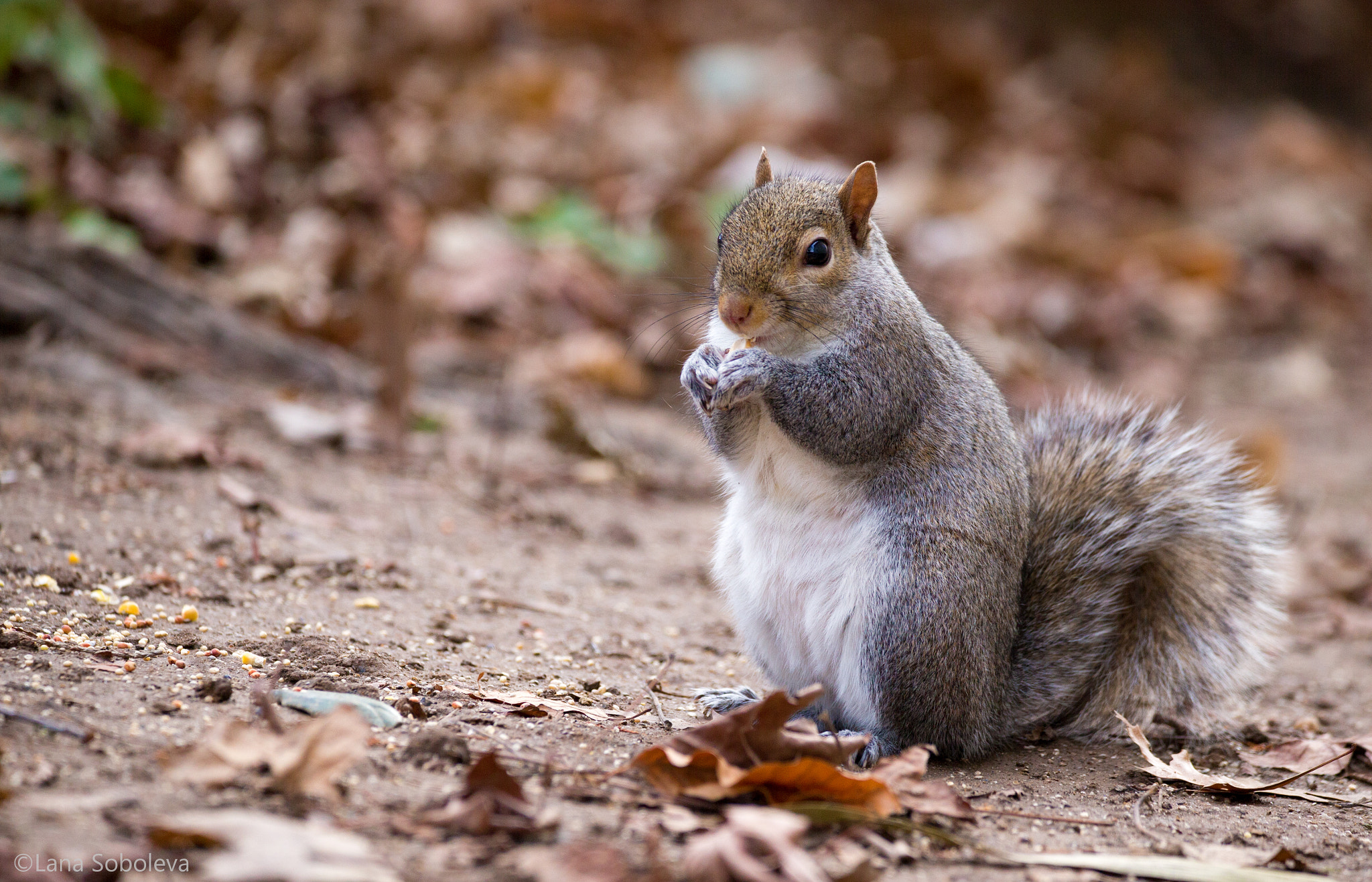150-600mm F5-6.3 DG OS HSM | Contemporary 015 sample photo. Slim february pickings photography
