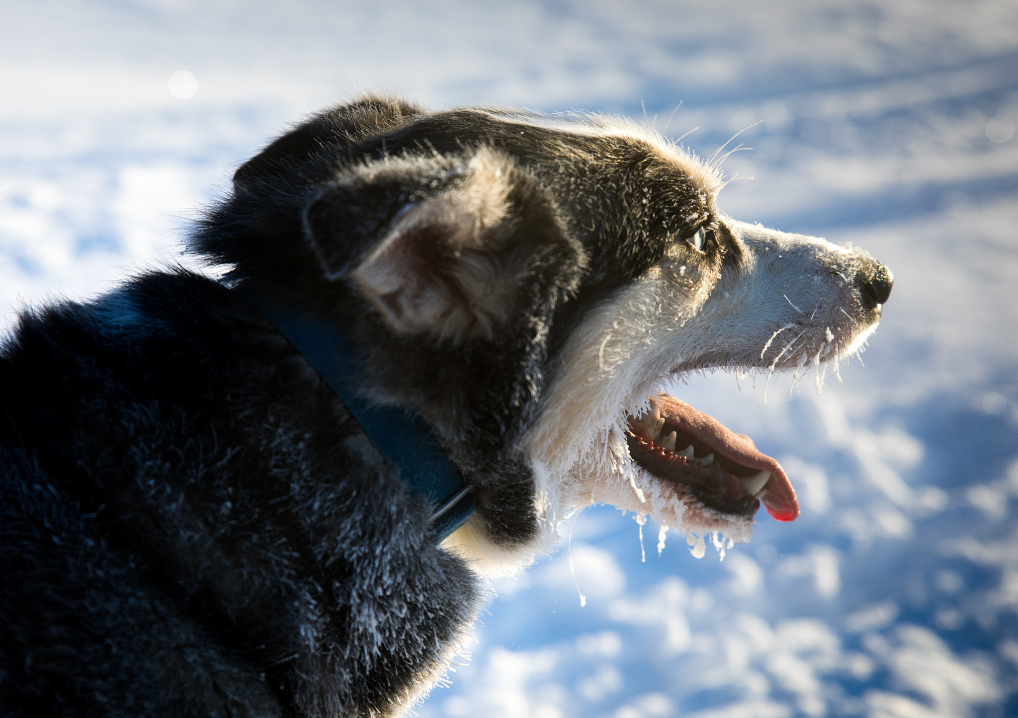 Sigma 24-70mm F2.8 EX DG Macro sample photo. Frosty the snow dog photography