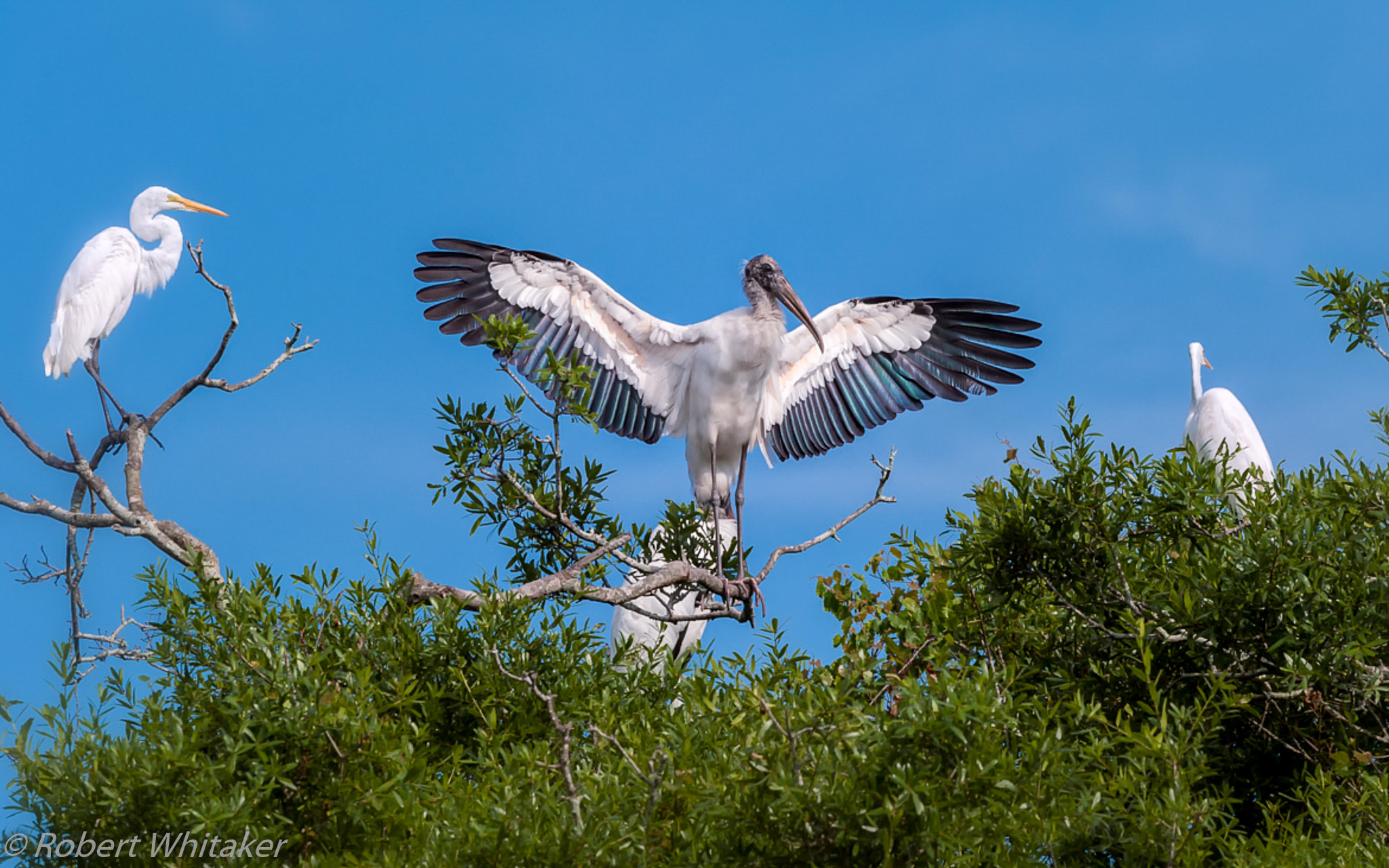Nikon AF-S Nikkor 200-400mm F4G ED-IF VR sample photo. Wood stork mating season, unabashed photography