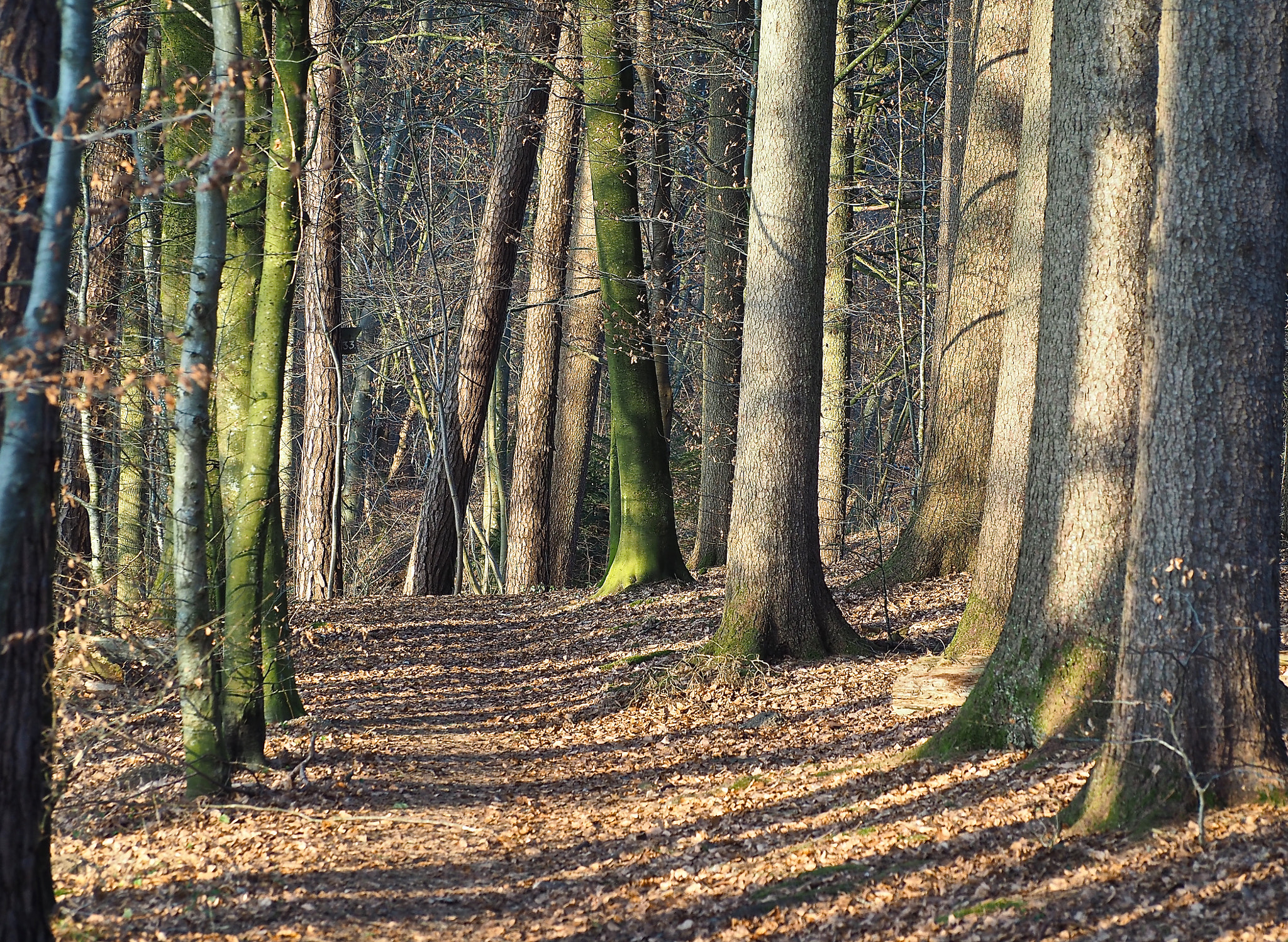 Olympus OM-D E-M5 II sample photo. Trees like soldiers photography