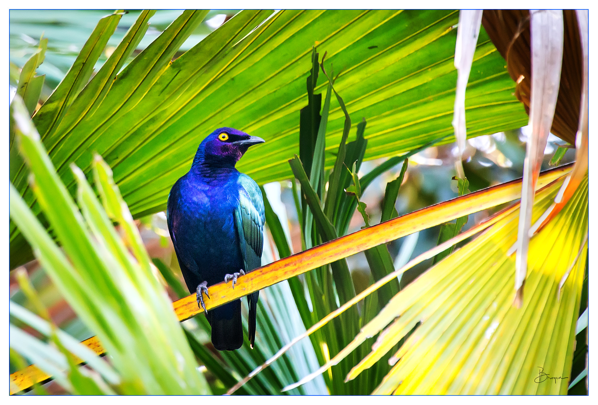 Canon EOS-1D X + Canon EF 70-200mm F2.8L IS II USM sample photo. Bird photography