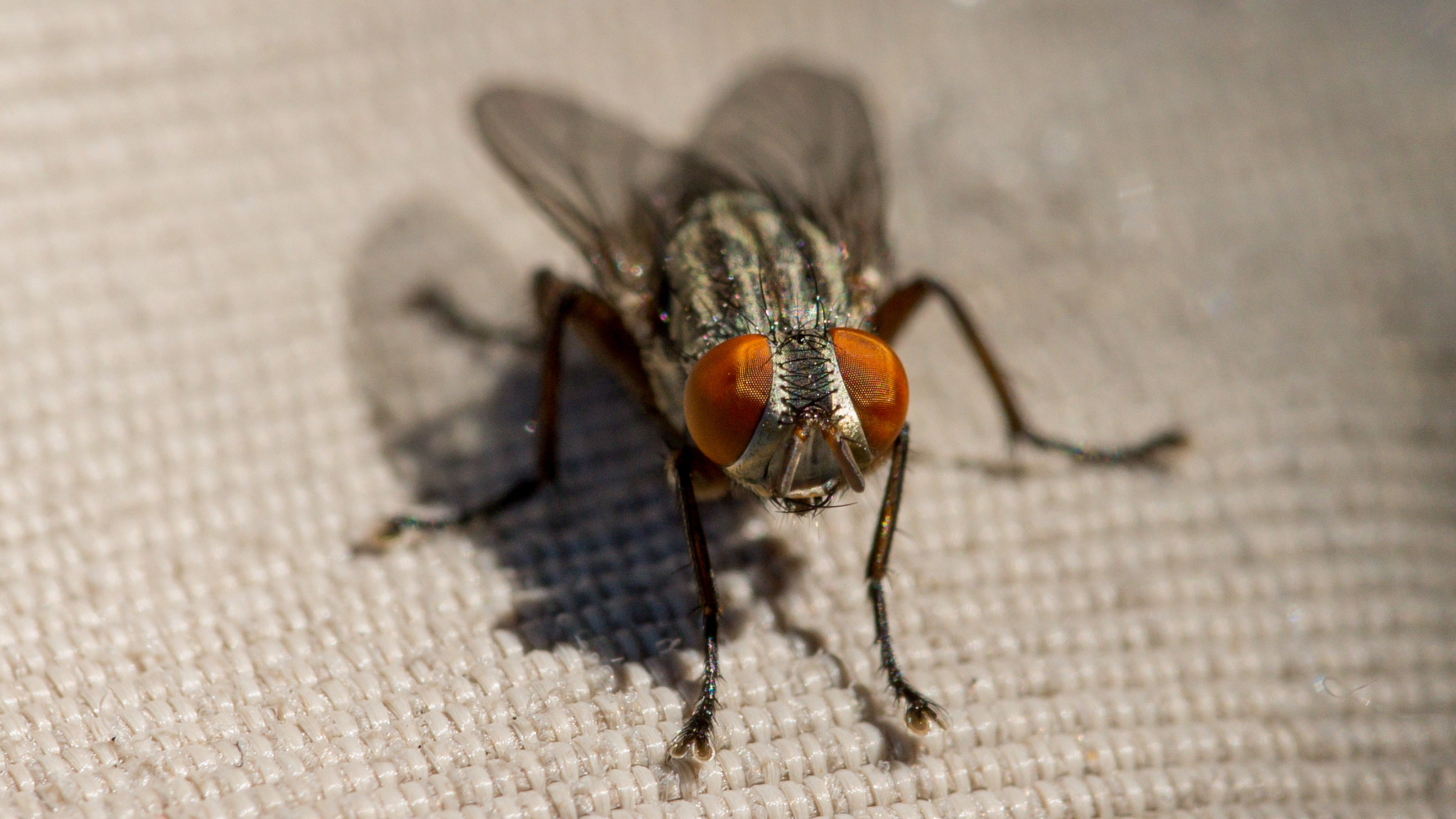 Nikon D600 + Sigma 105mm F2.8 EX DG OS HSM sample photo. Common fly photography