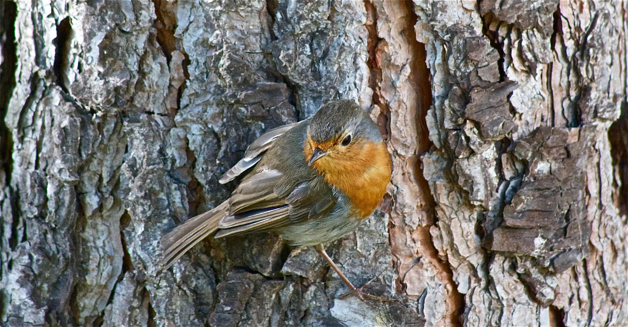 Canon EOS 550D (EOS Rebel T2i / EOS Kiss X4) + EF75-300mm f/4-5.6 sample photo. Oiseau photography