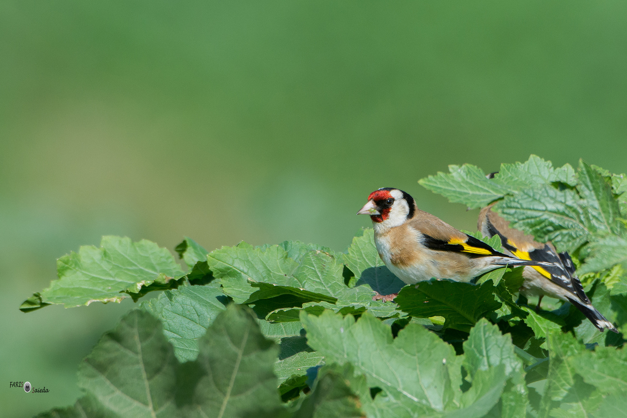 Nikon AF-S Nikkor 200-400mm F4G ED-IF VR sample photo. Carduelis carduelis photography