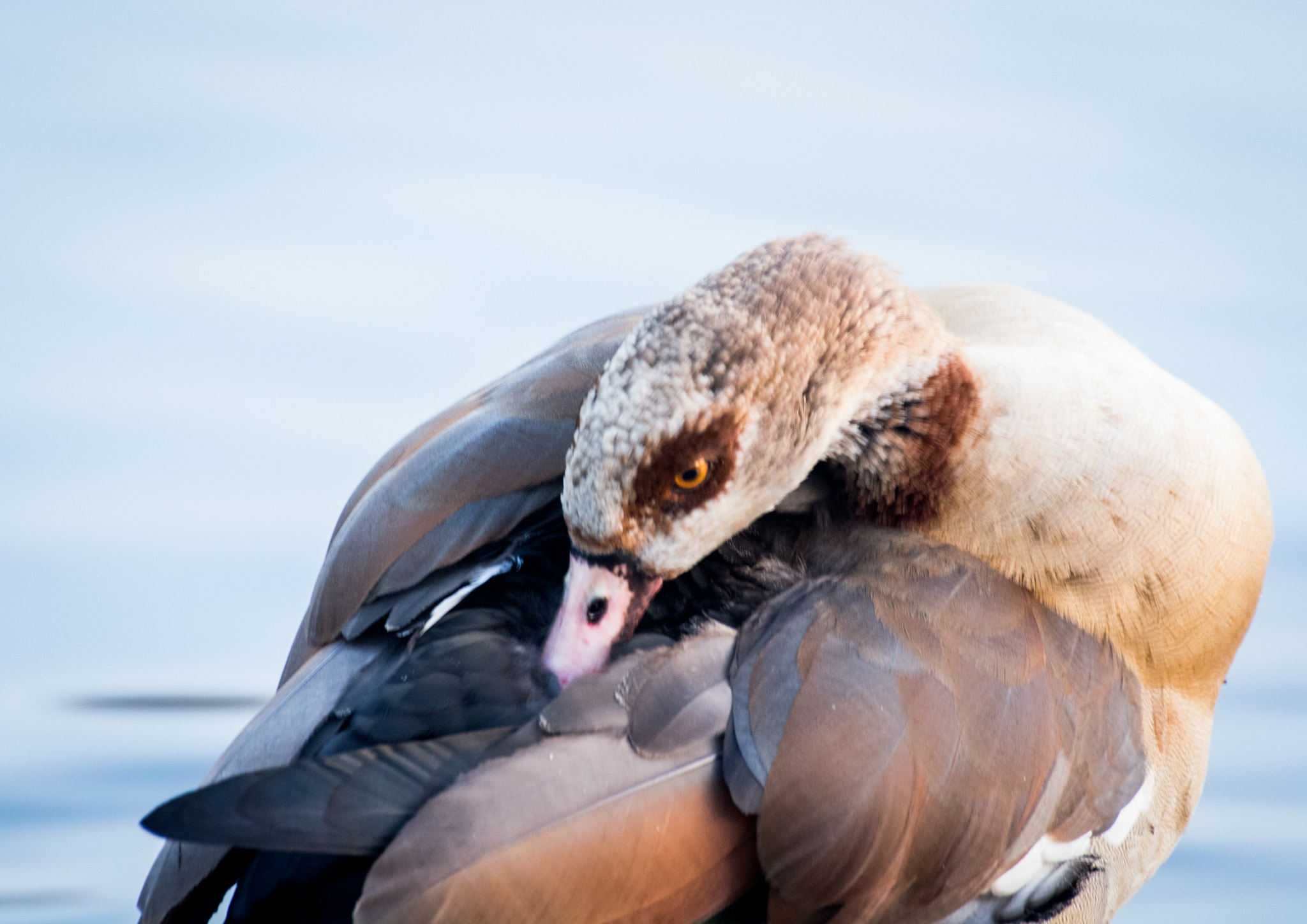 Nikon D5200 + Sigma 70-300mm F4-5.6 DG OS sample photo. Preening my feathers photography