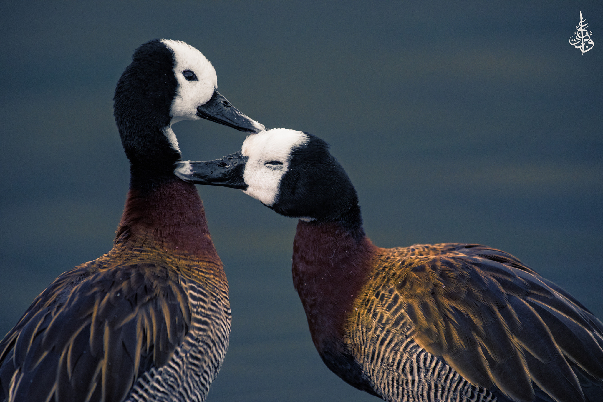 Nikon AF-S Nikkor 300mm F2.8G ED VR II sample photo. Birdy love photography